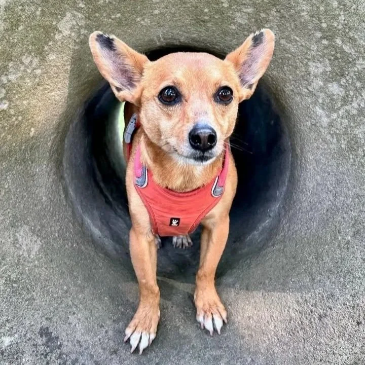 The Project Dog: Elway’s Story