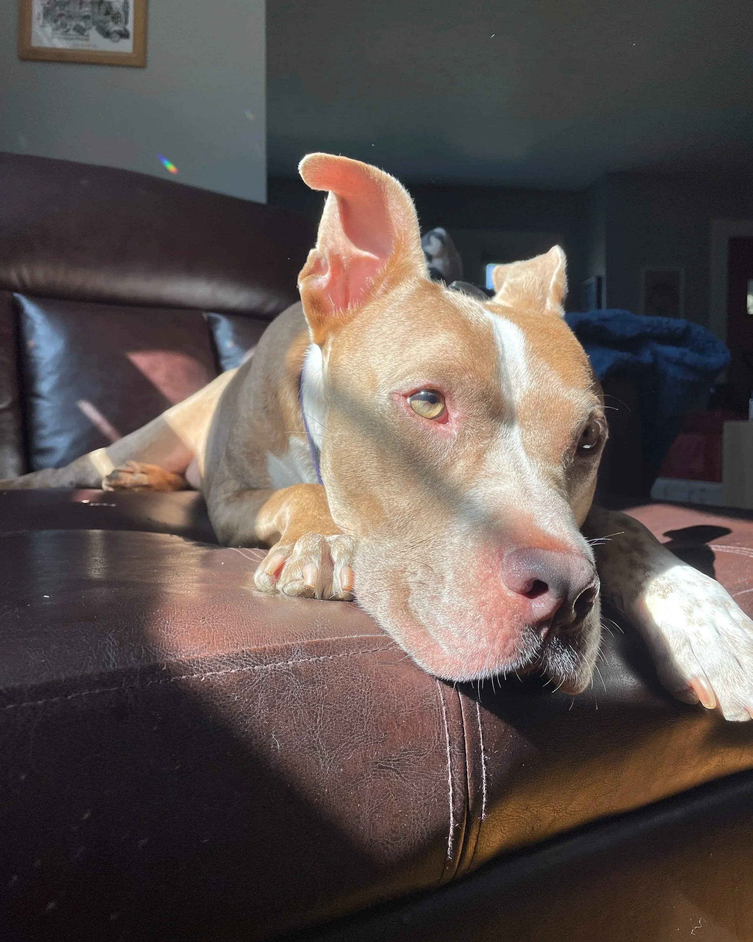 The Project Dog: Arby’s Story