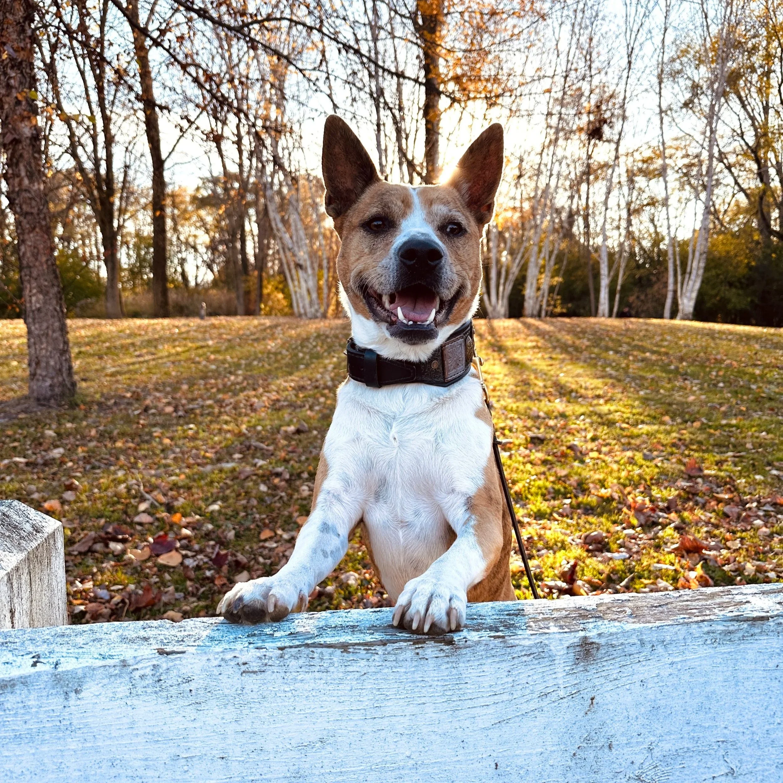 The Project Dog: Sophia’s Story