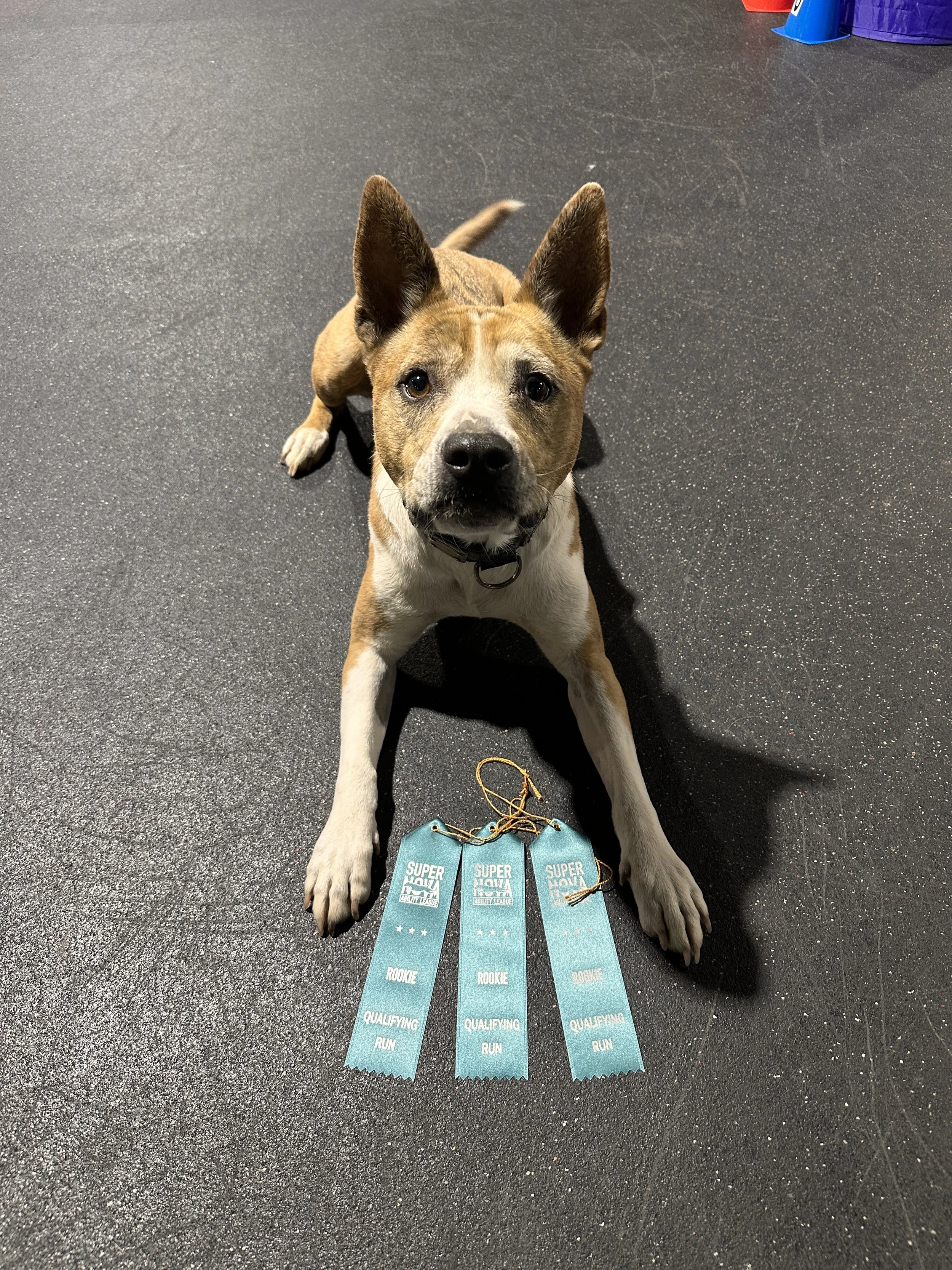 Agility League Qualfying Runs