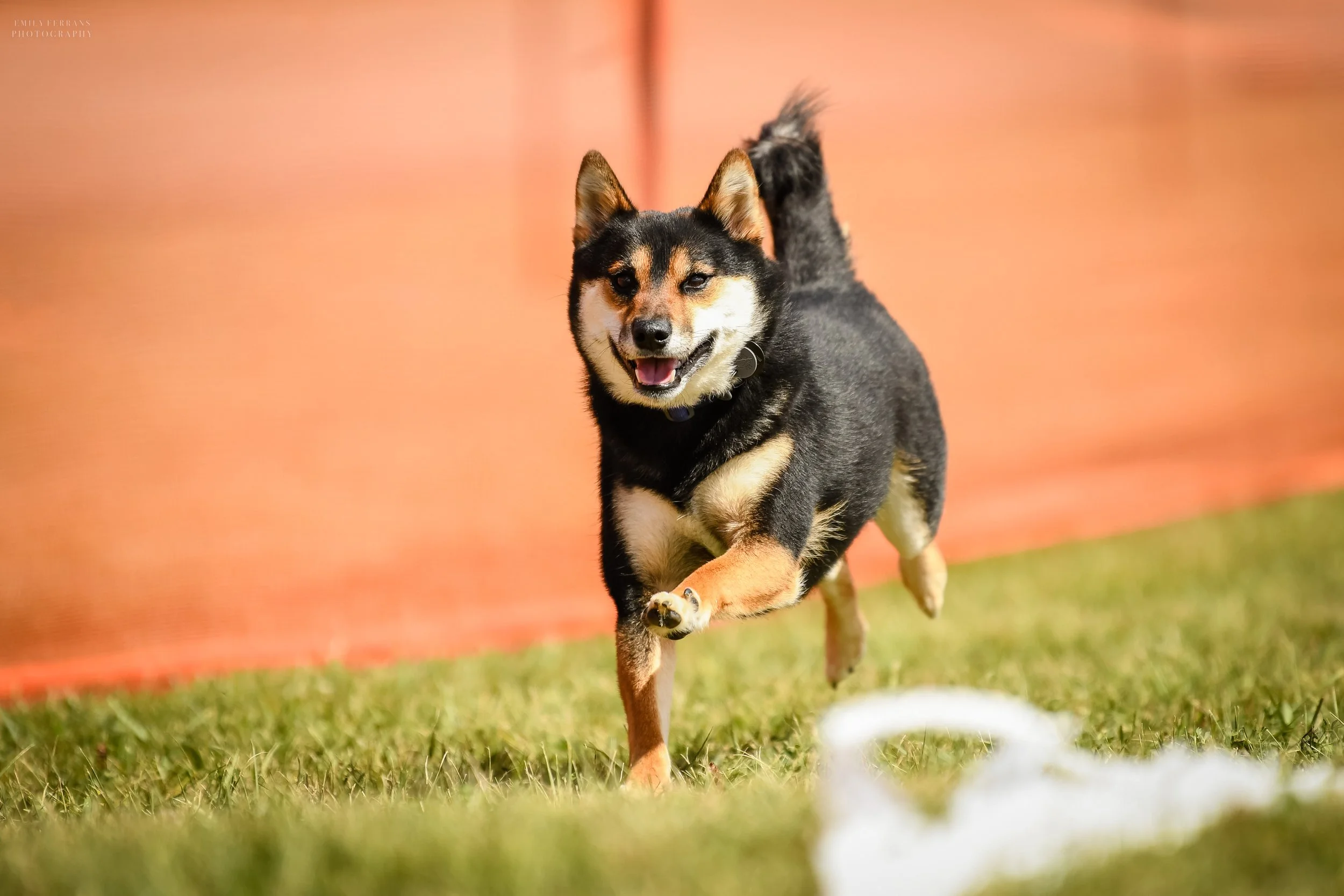 The Project Dog: Hera’s Story