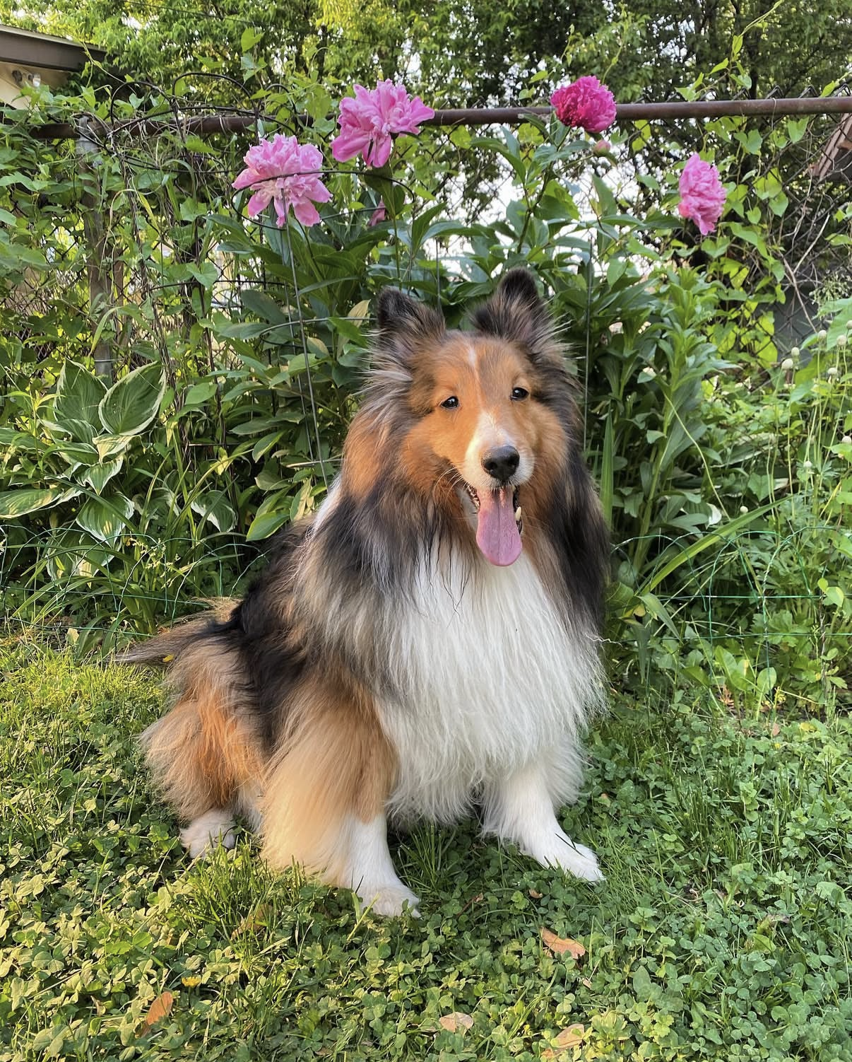 teddyflowers.png