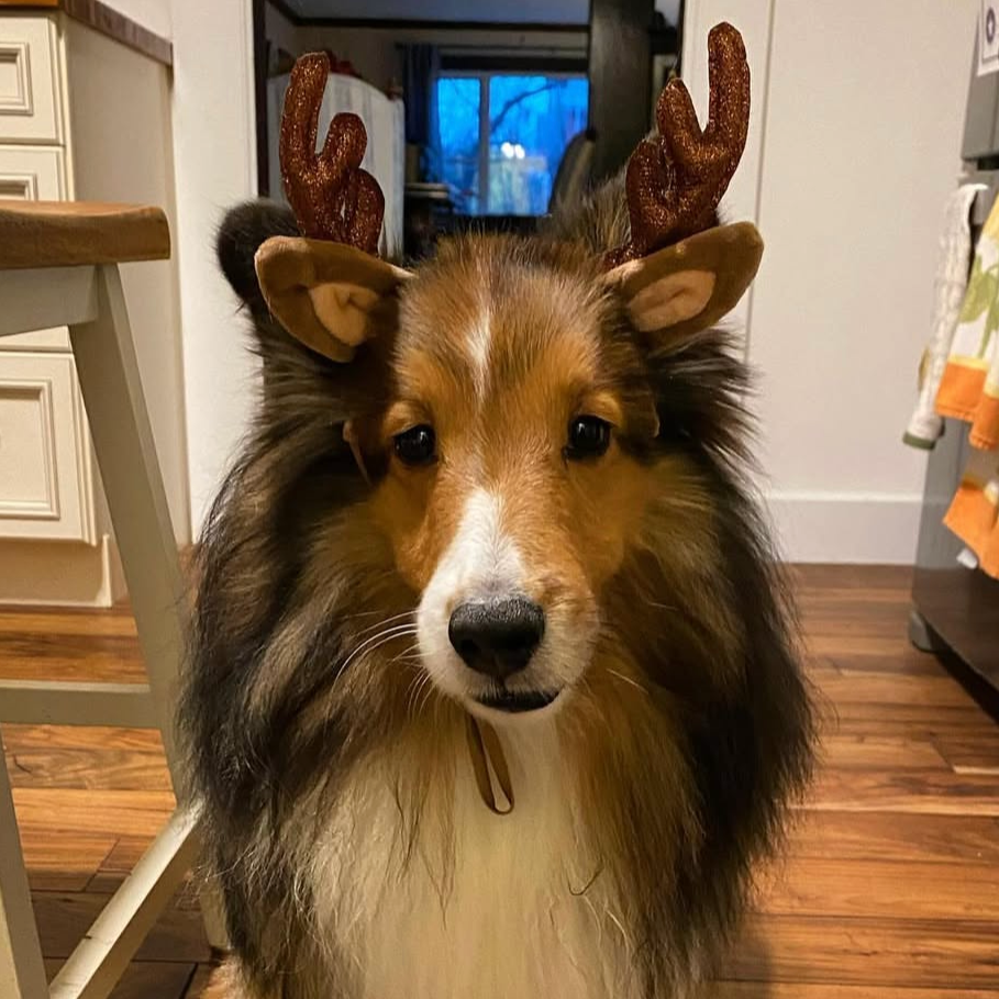 teddyreindeer.png