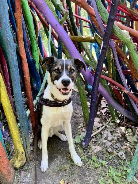 The Project Dog: Bentley’s Story