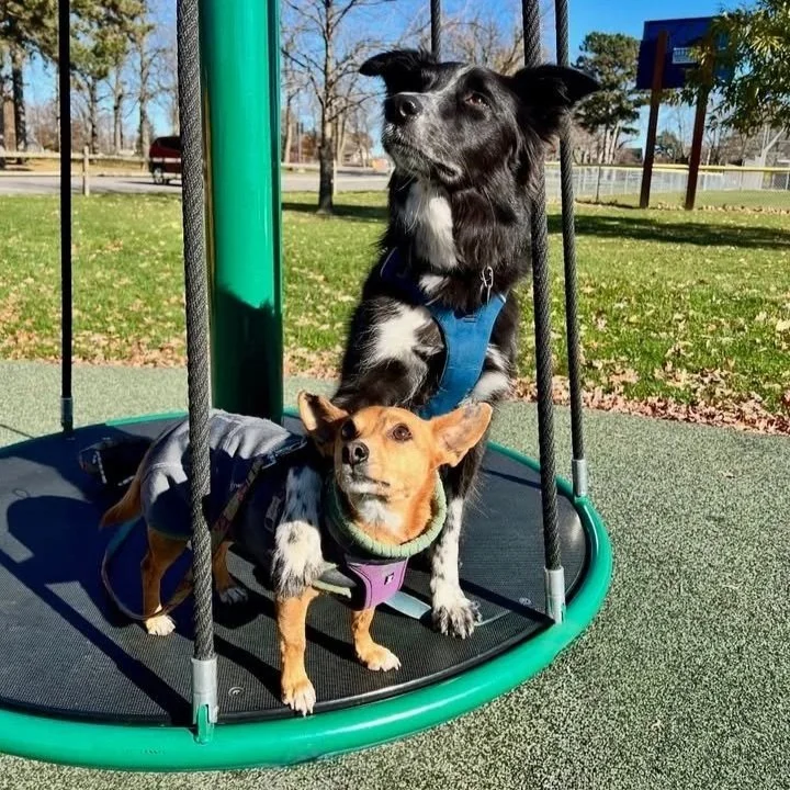 A small tan chihuahua mix dog stands on a swing with a black and white border collie. The border collie has one paw over the shoulder of the smaller dog.