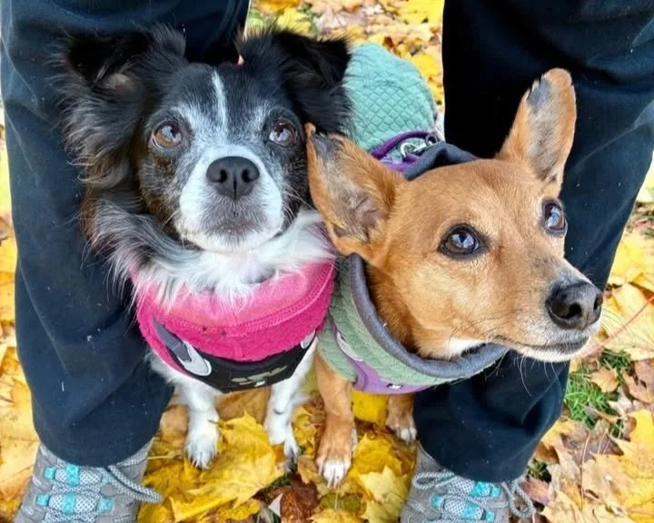 Two small dogs look up from between a person's feet. The dog on the left is a small black and white mix wearing a pink fleece and black harness. The dog on the right is a small tan chihuahua mix wearing a light green fleece and a purple harness.