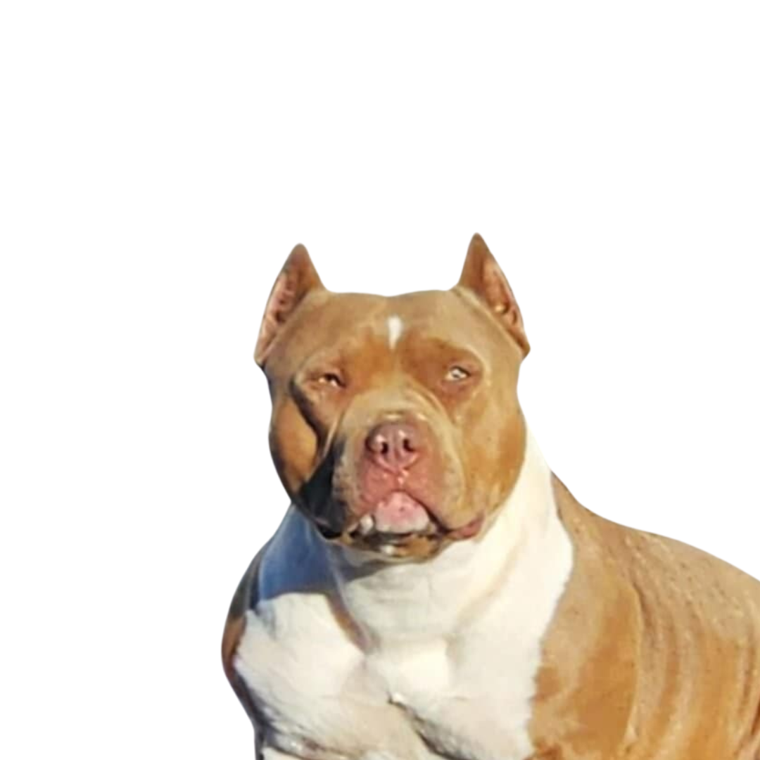 Untitled design (8).png