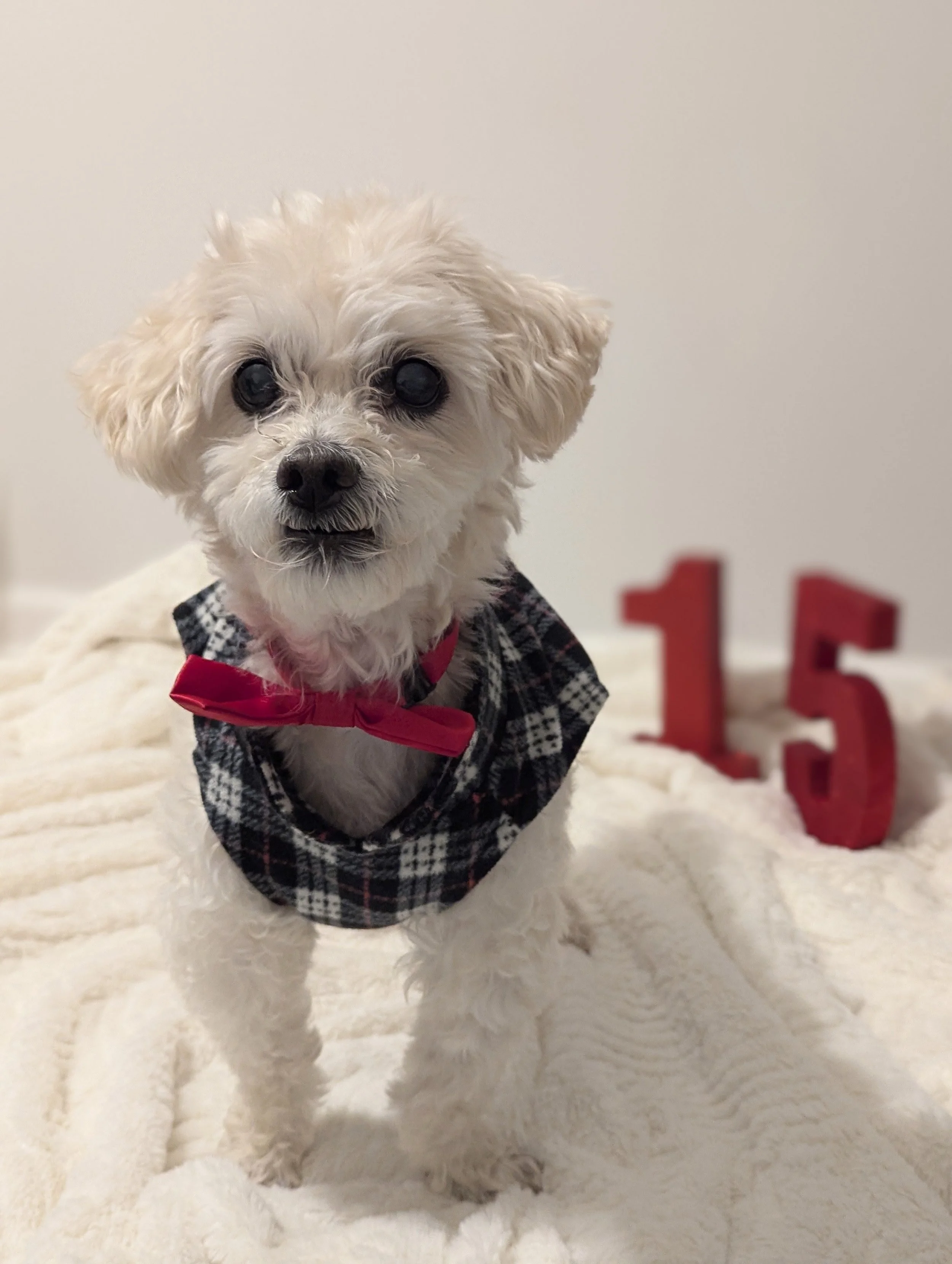 You CAN Teach an Old Dog New Tricks