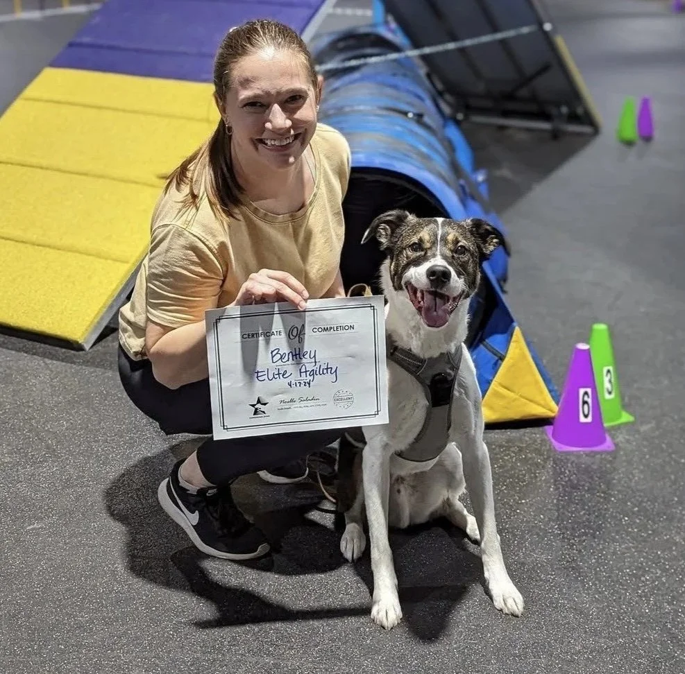 A smiling brunette woman is crouched down next to a white and brown dog with his mouth open and tongue out. The woman is holding a graduation certificate and looking directly at the camera.