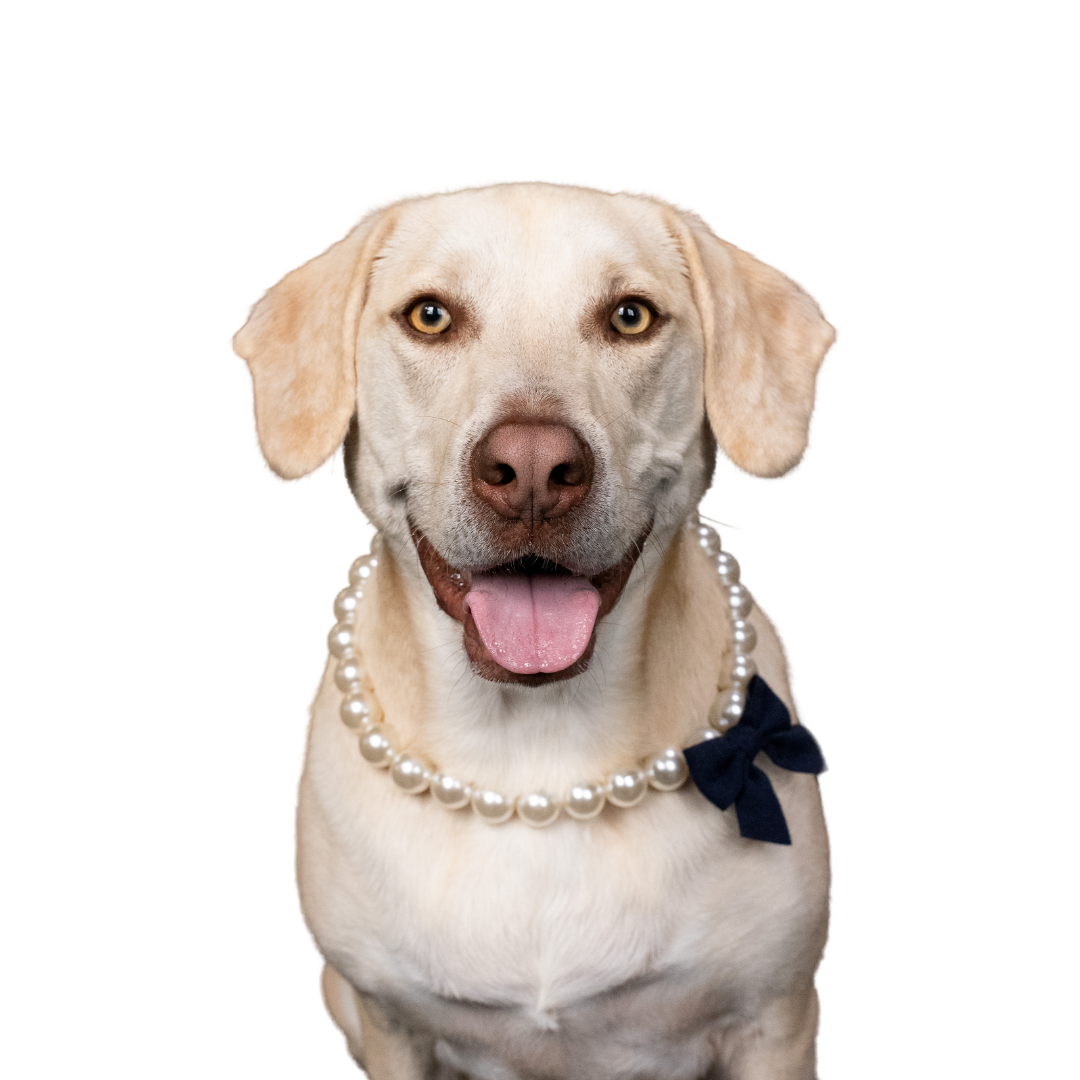 Untitled design (6).png