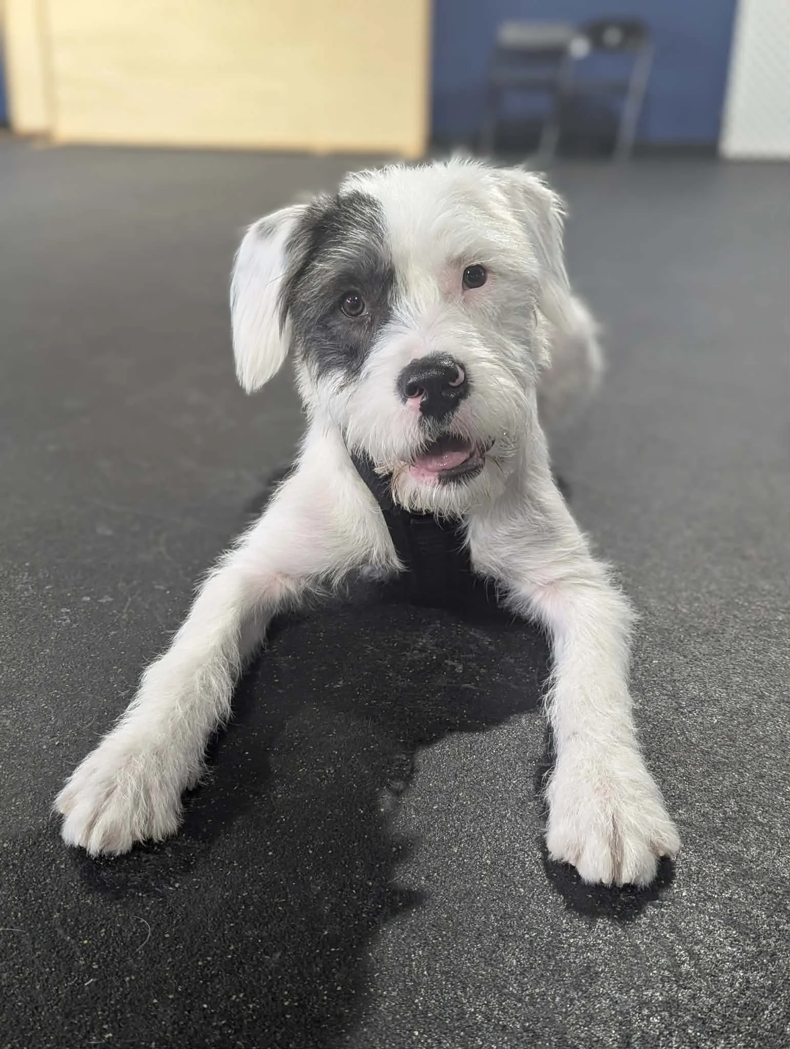 Cute white and black puppy with one eye black and one eye blue, sitting on a black floor inside a room.