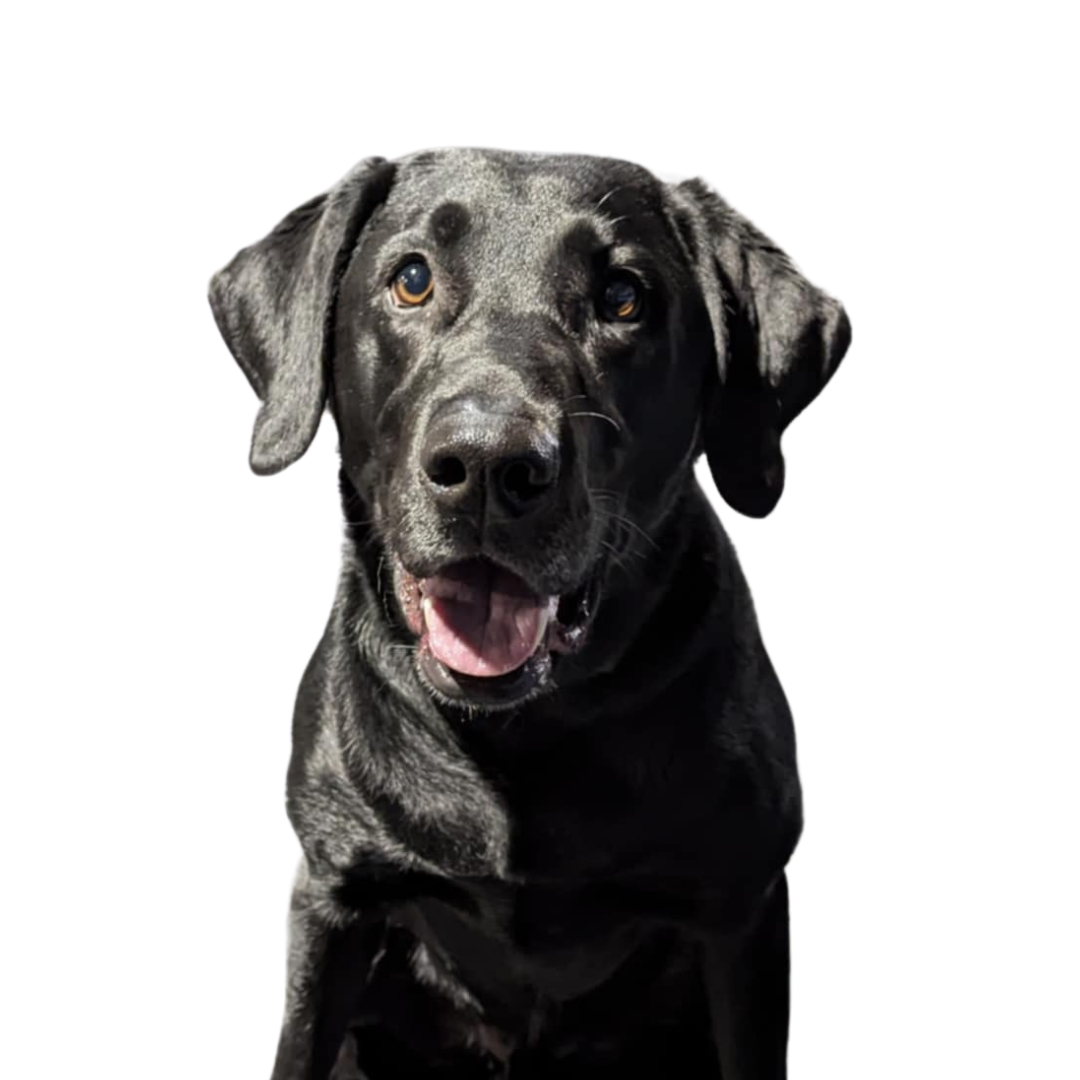 Untitled design (1).png