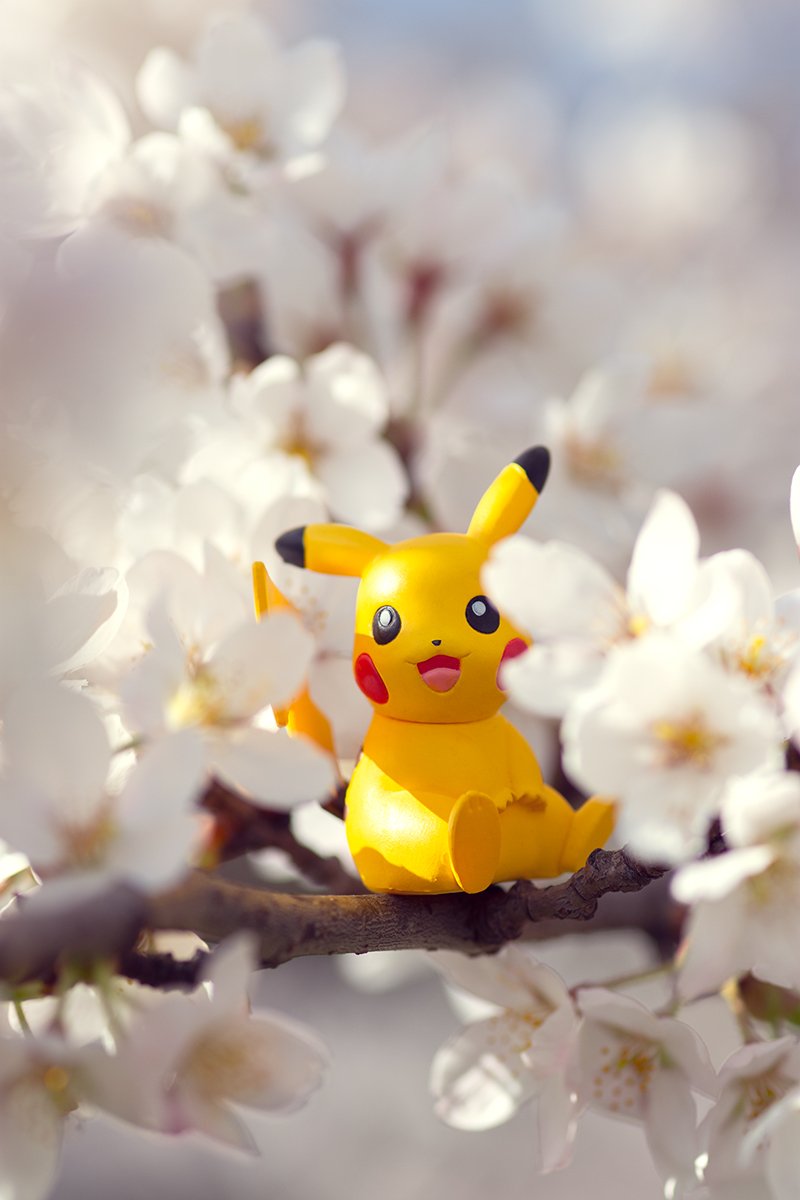 Pikachu in Cherry Blossoms.