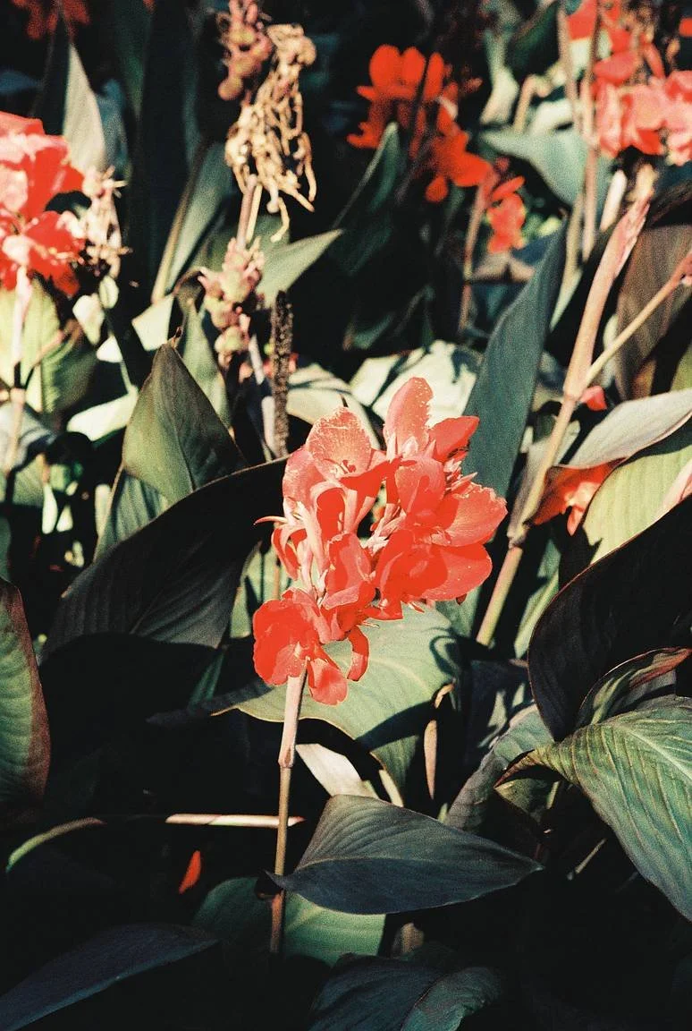 lomo classicolor.jpg