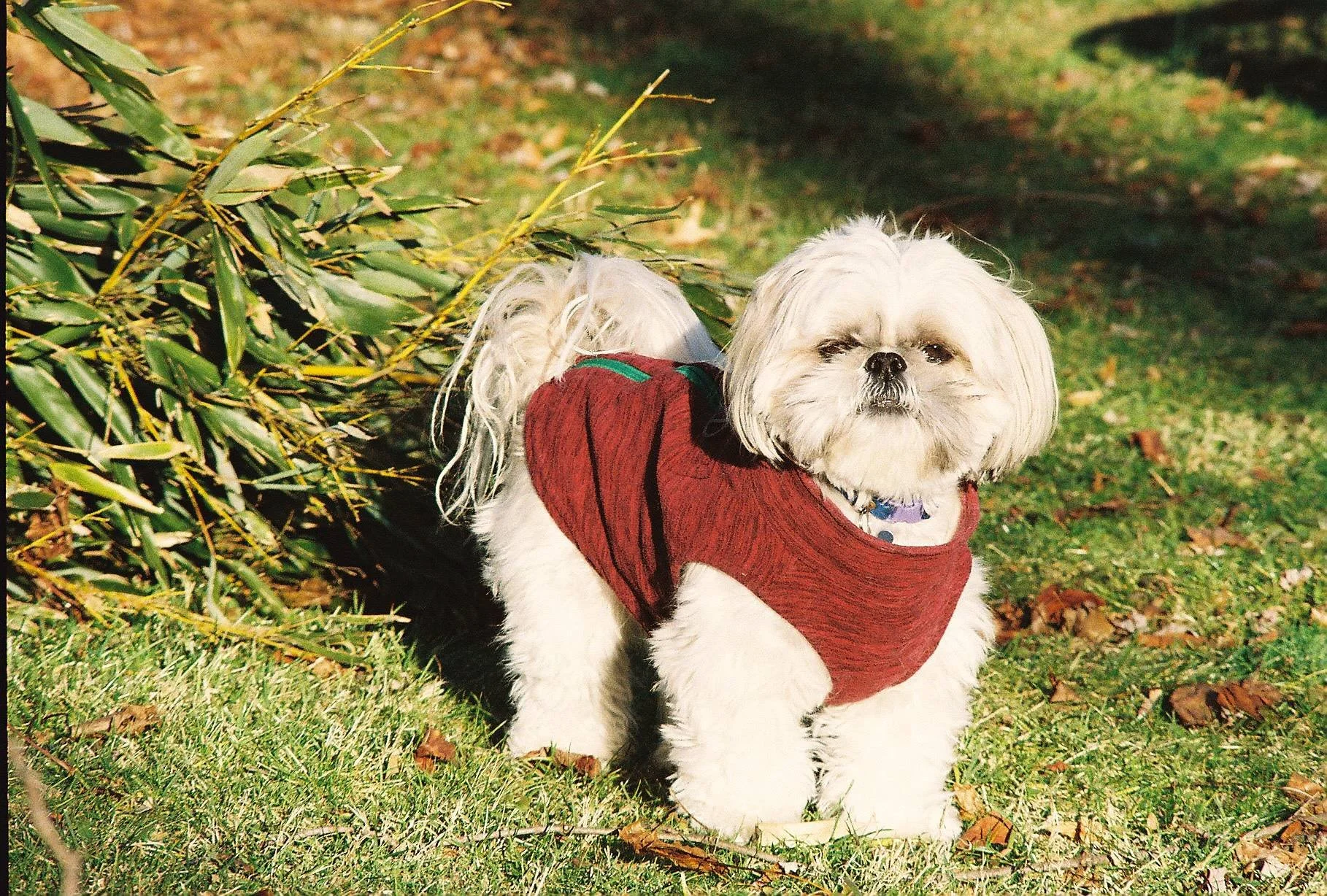 fuji color 2.jpg