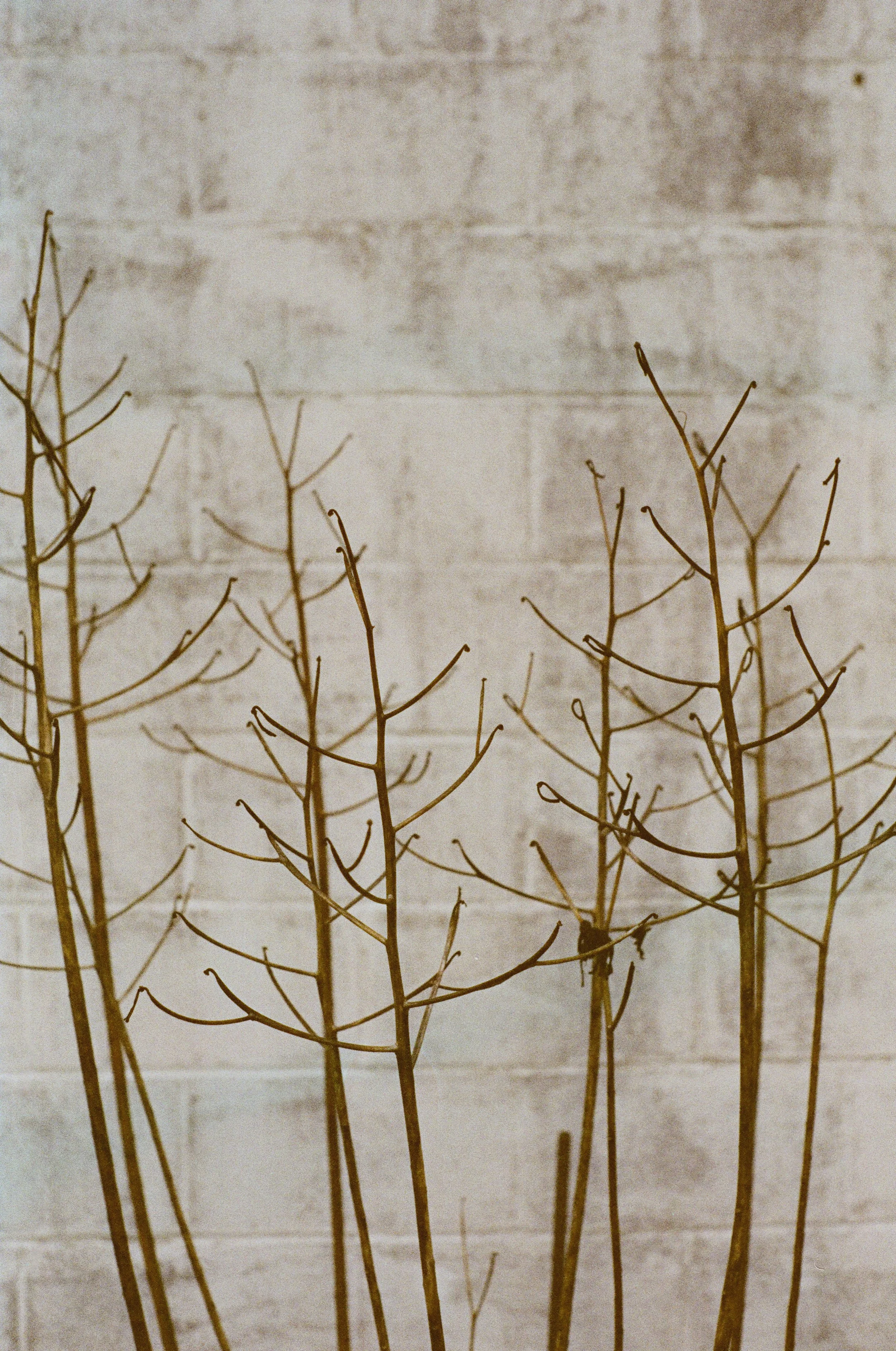 Giftcard (Choose an amount!)