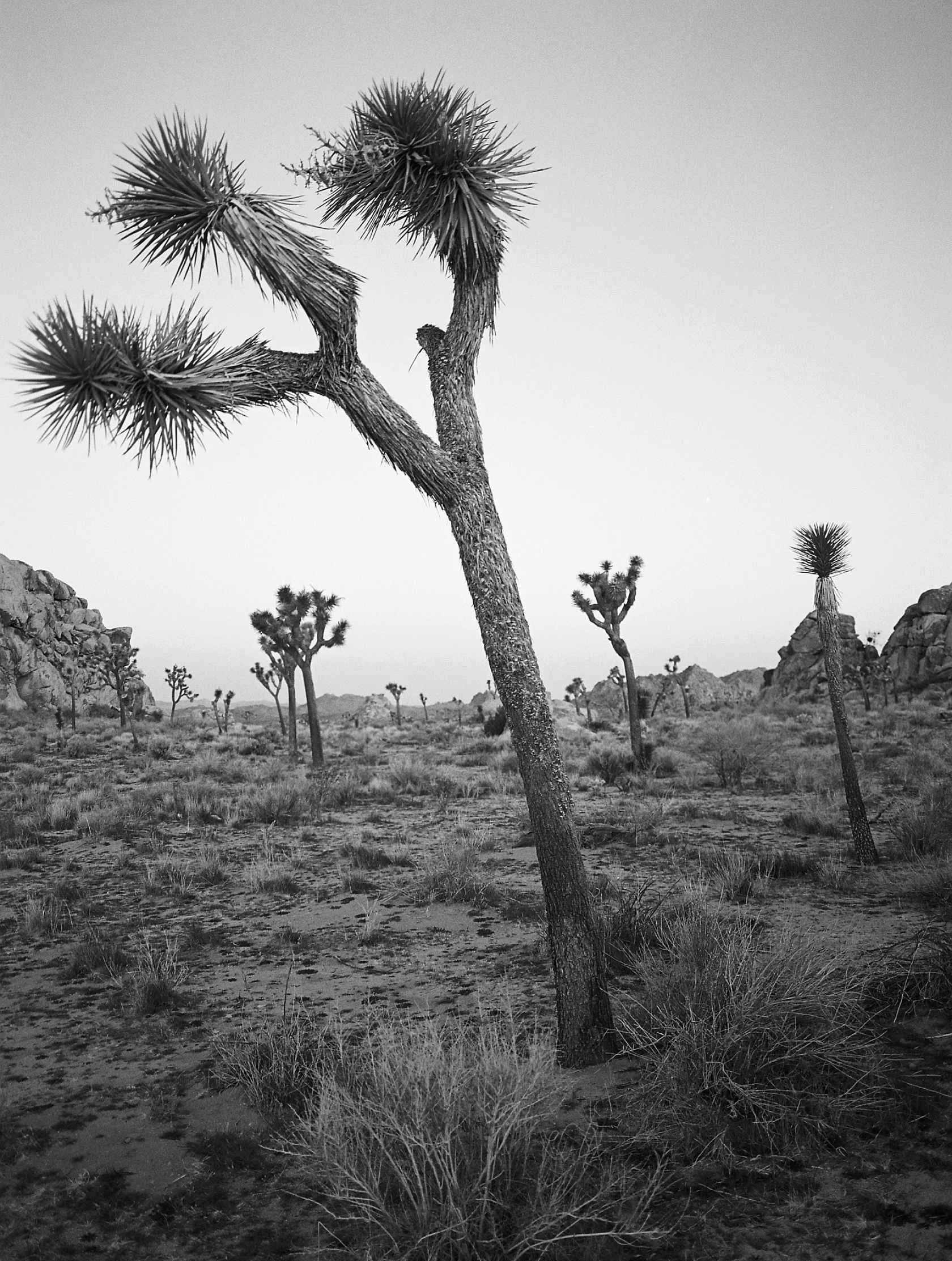 kodak-ektapan-film-400-sample-image-desert.jpg