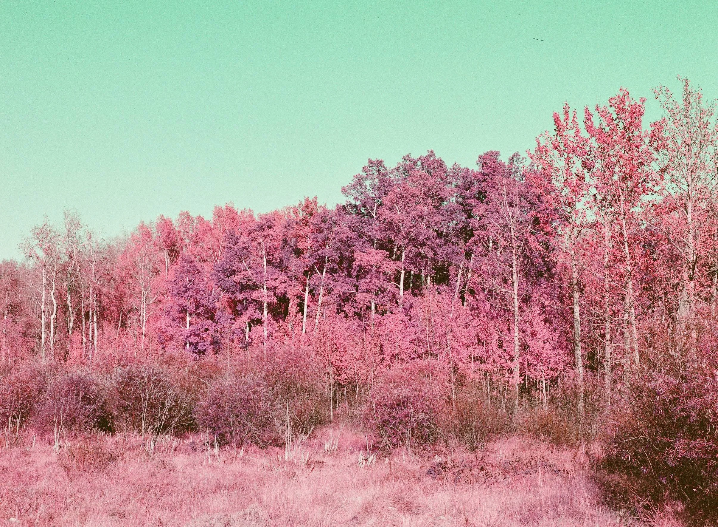 lomo purple 2.jpg
