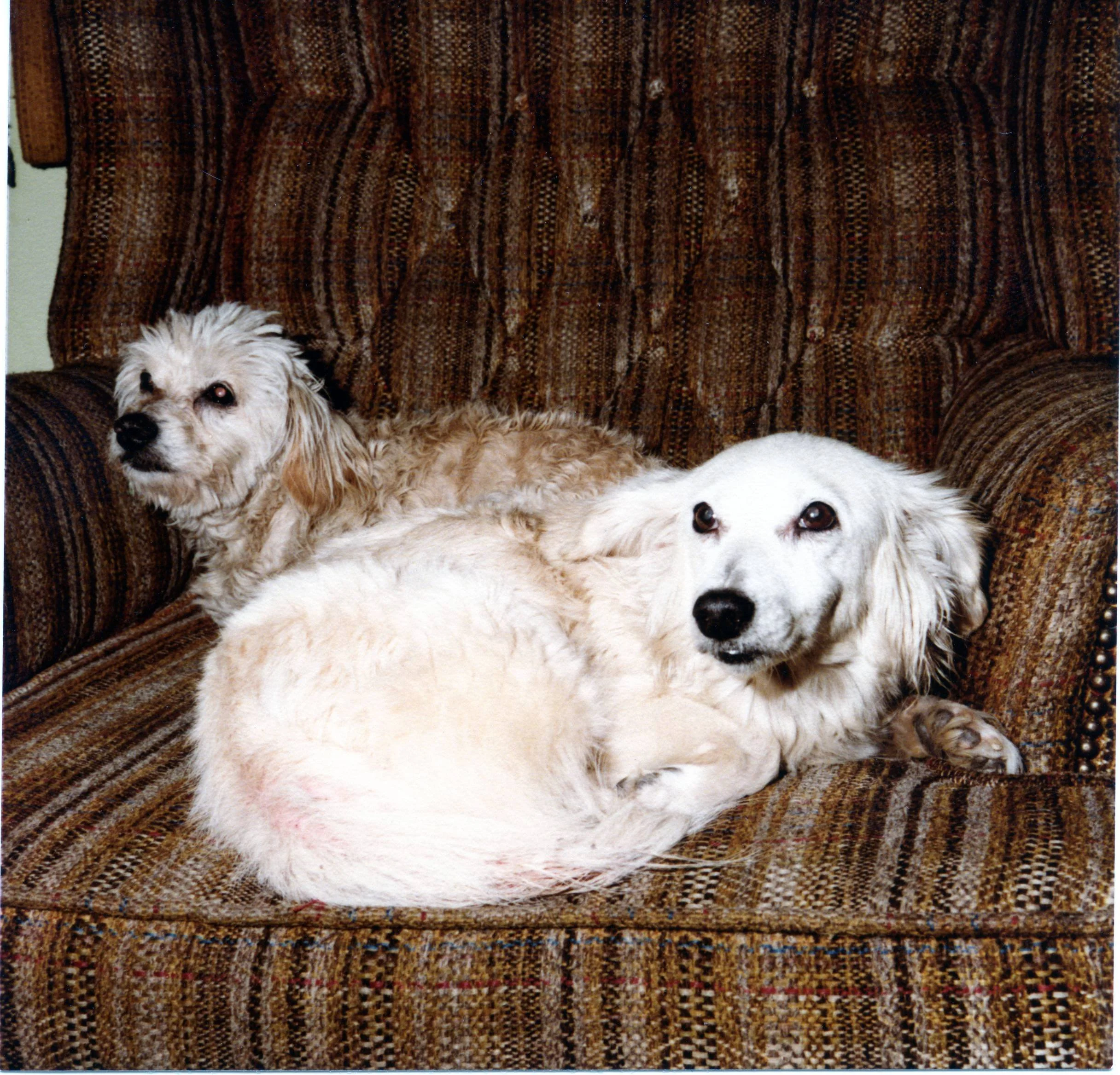 kodacolor 100 2.jpg