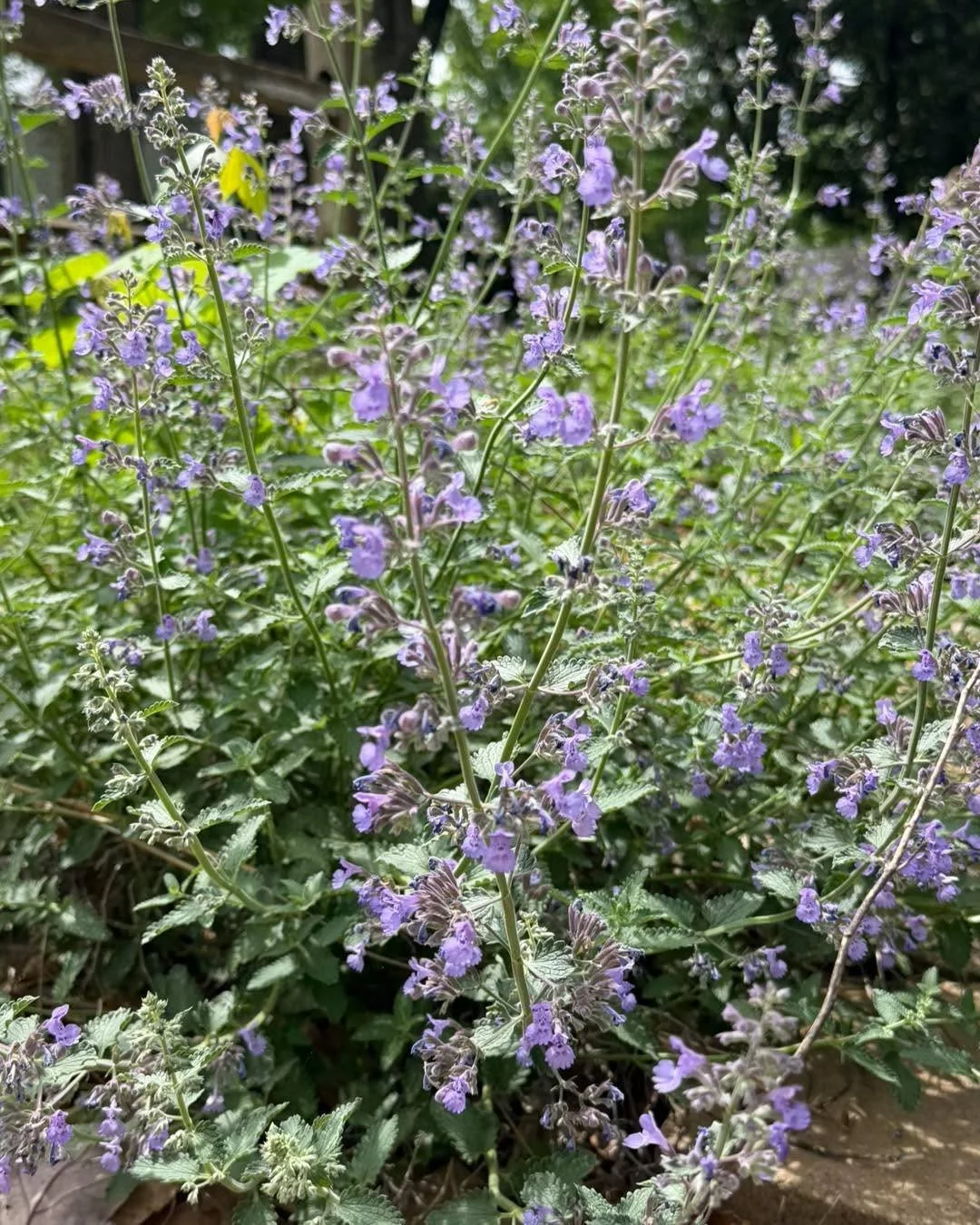 Happy Earth Day. 🌿

She is always blooming, always offering her medicine, always reminding us that we belong to each other.

May you find a moment today to step outside and receive what she is offering.

More teachings like this live in my newslette