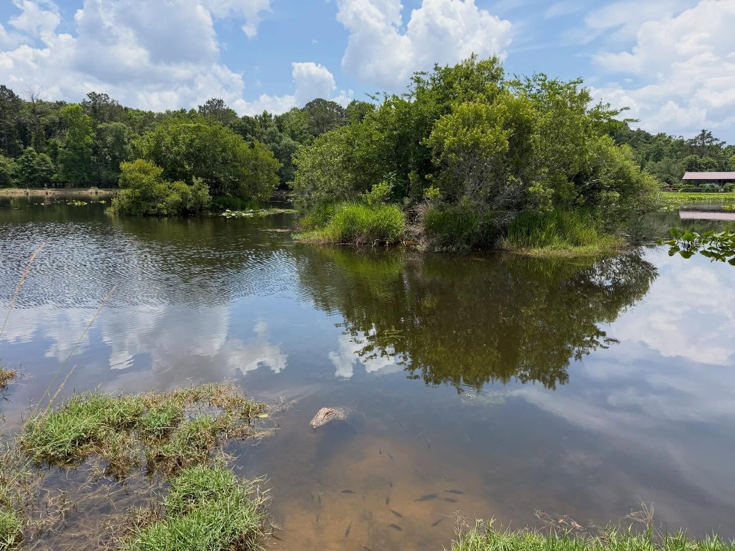 Still water. Clouds reflected. Wetland medicine.

A hot day. A small ancient one watching from the edge.

(Can you spot her?)

#wetlands #alligator #natureismedicine #sensitivesouls #earthmedicine