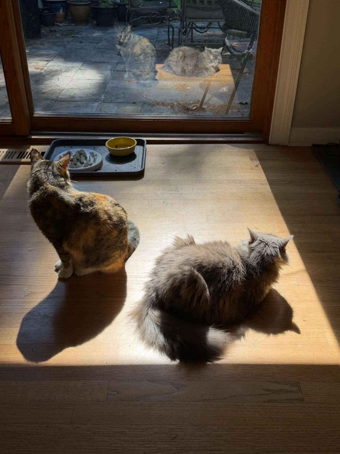 Morning tea with the girls as we watch the world wake up. Two curious cats inside, two cats reflected in the glass.

Some mornings the medicine is just this.

✨

🎵 It&rsquo;s the Little Things That Make Life Big &mdash; Strawberry Beats

#morningrit