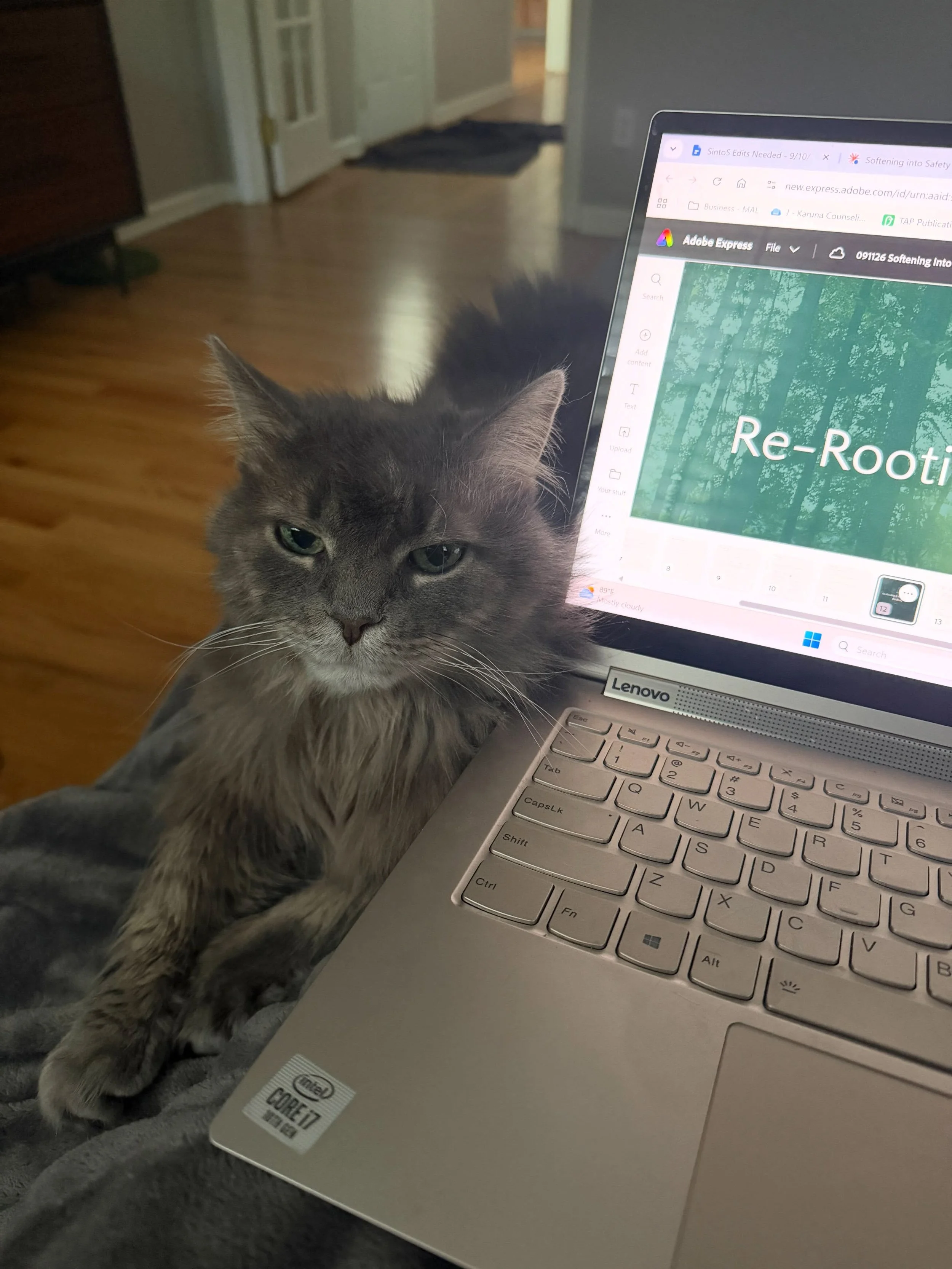 I had the cutest little helper today while I worked on a project that will be birthed soon.

Grey Baby was my emotional support cuddler as I reworked some of the content for Softening into Safety.

And if you&rsquo;re wondering, Softening into Safety