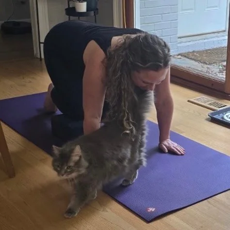 When the girls join in on my PT session. 

Excellent supervisors. Terrible at counting reps. 

Healing is a group effort. 💜

#catsofinstagram #catmom #physicaltherapy #sacredandsilly #sensitivesouls