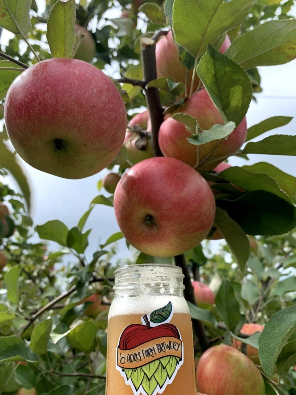 Mason jar with beer in front of apples