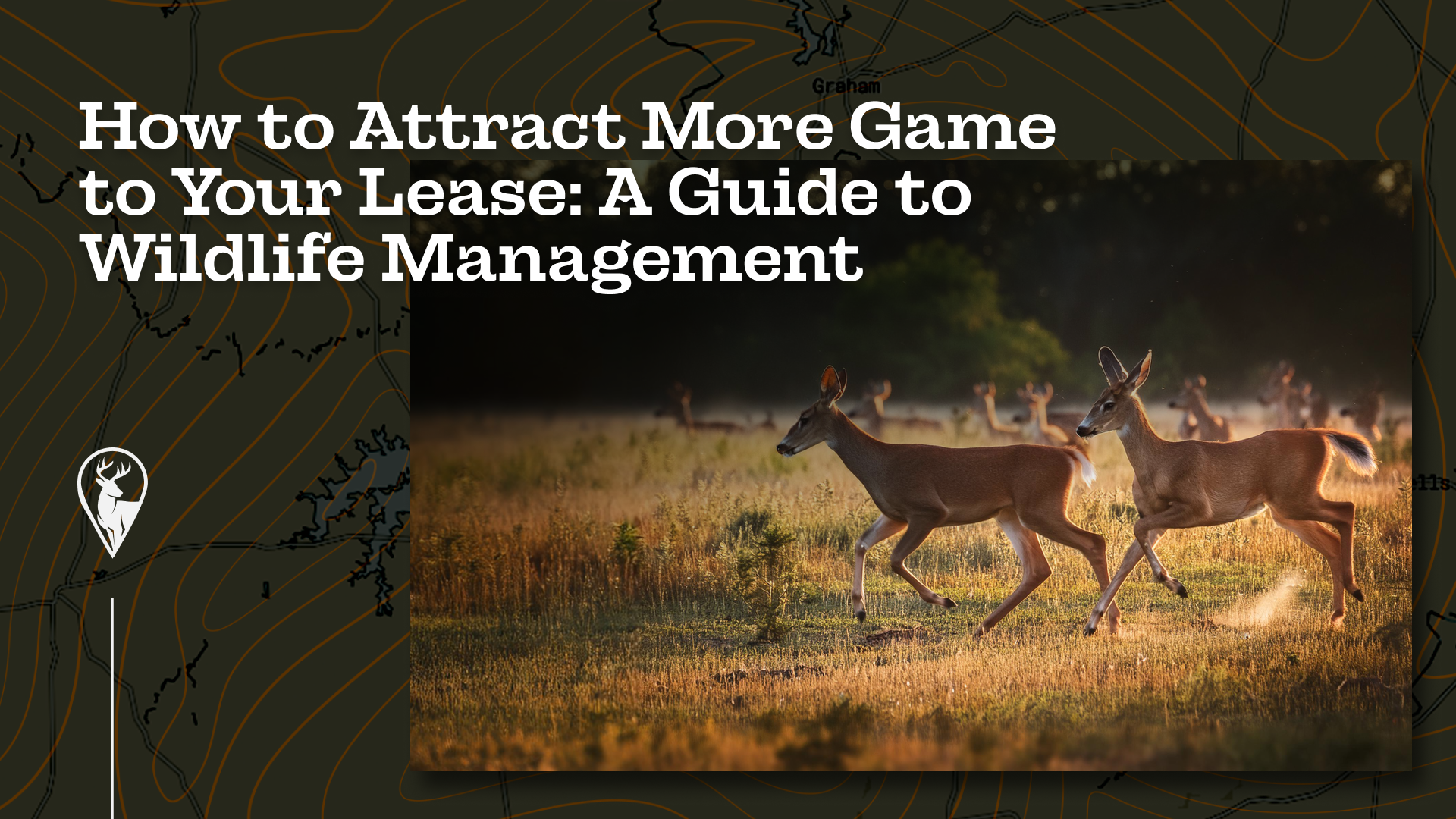 How to Attract More Game to Your Lease: A Guide to Wildlife Management
