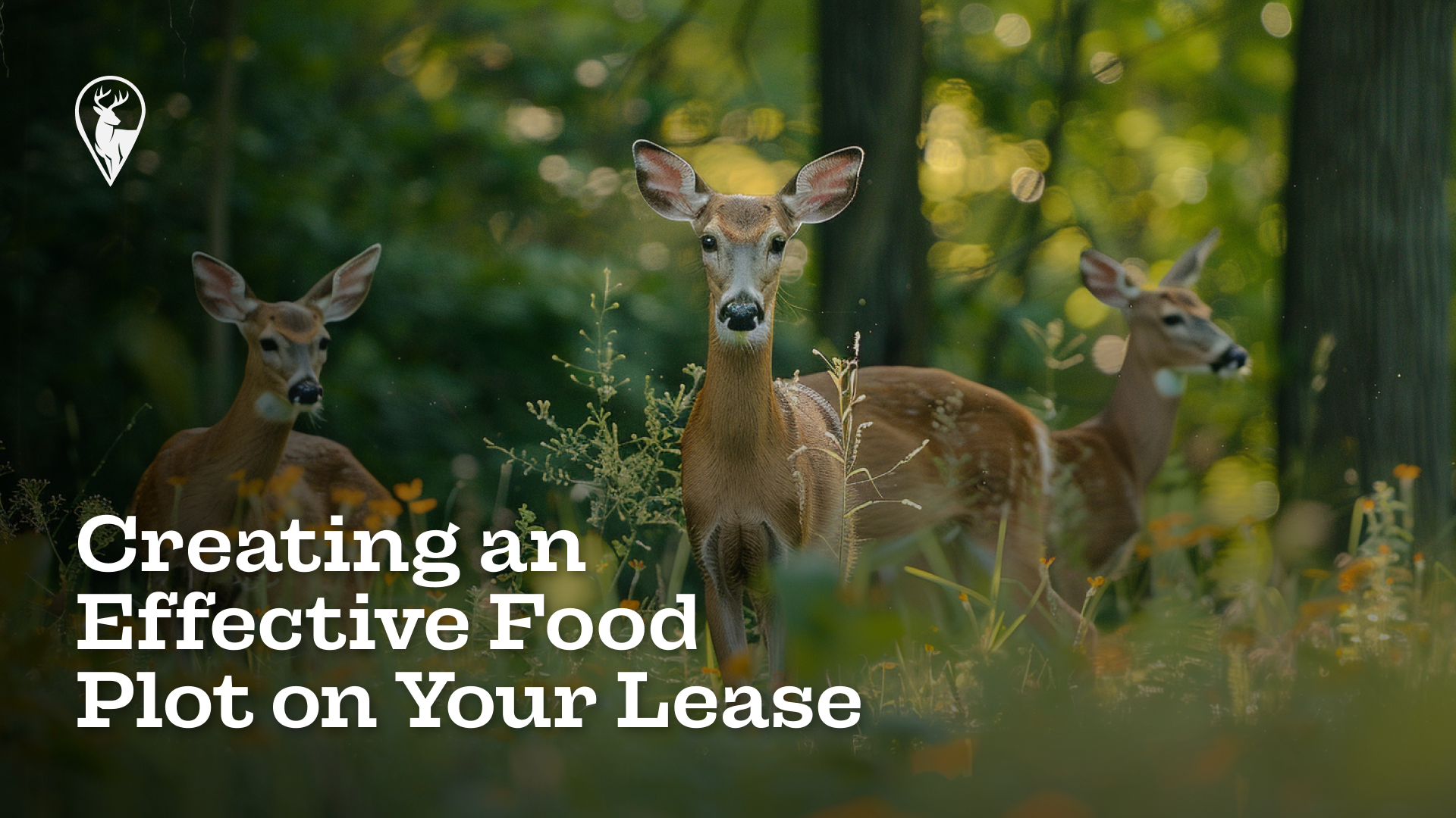 Creating an Effective Food Plot on Your Lease