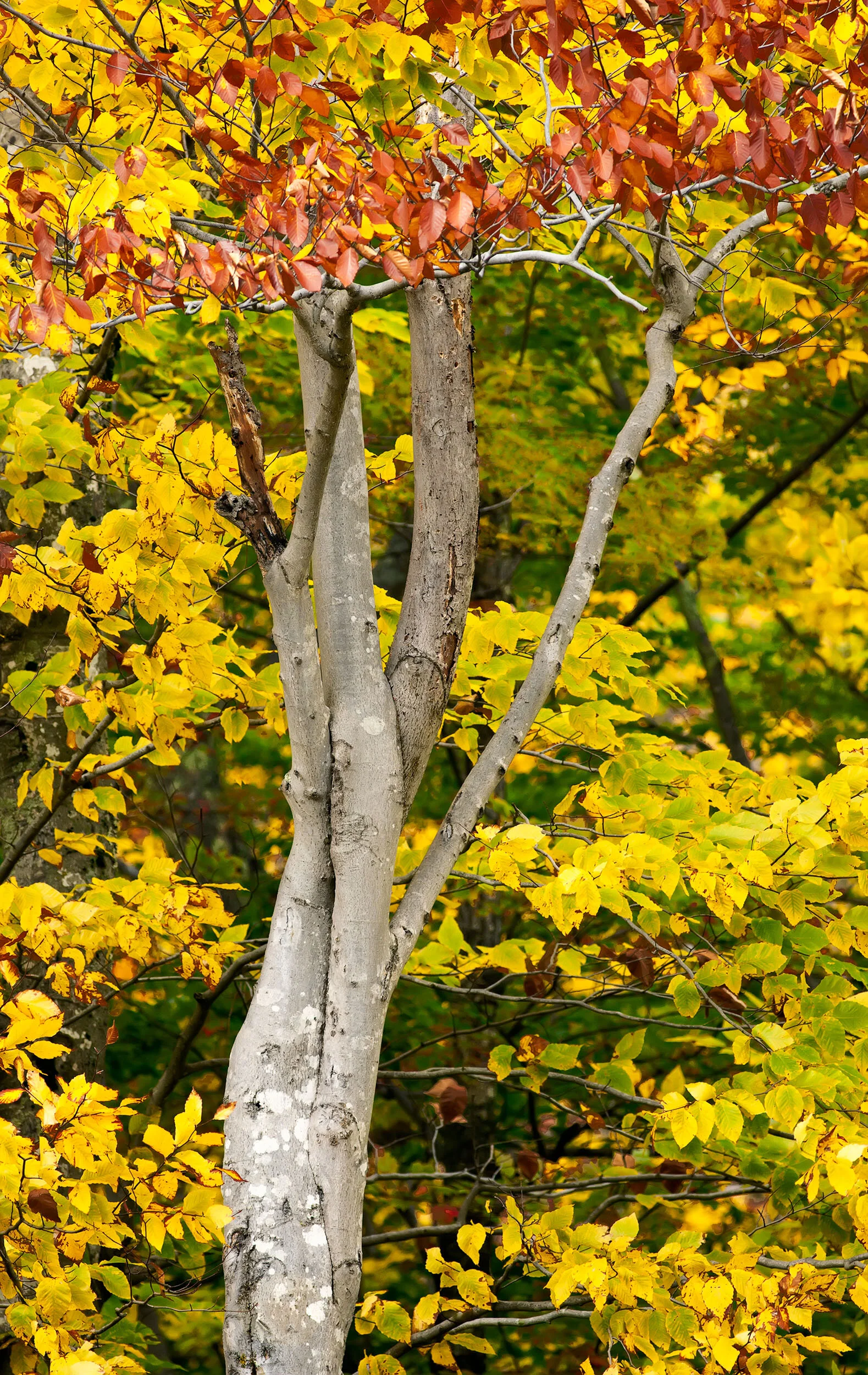 Twisted Tree