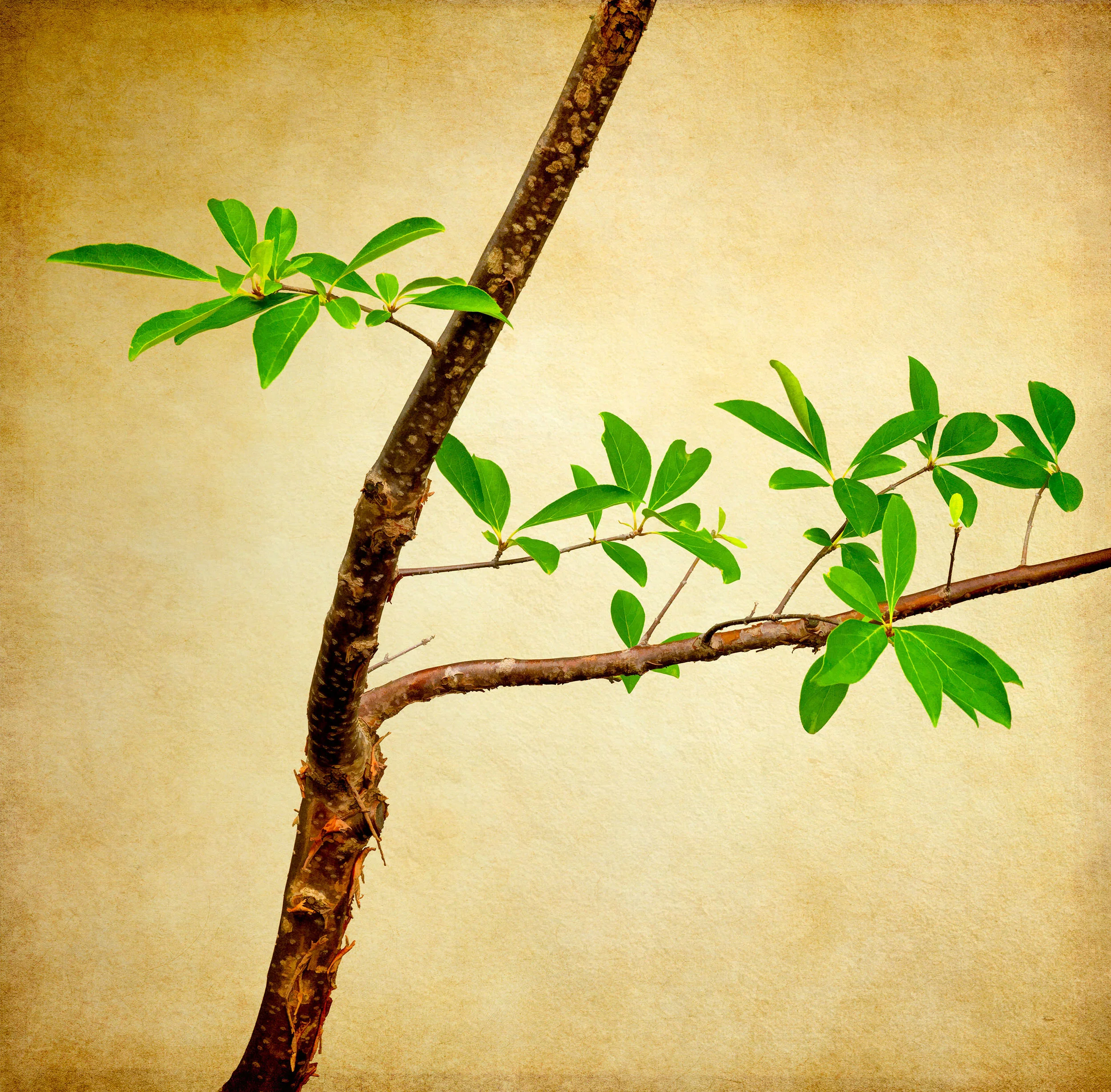 Tree And Leaves