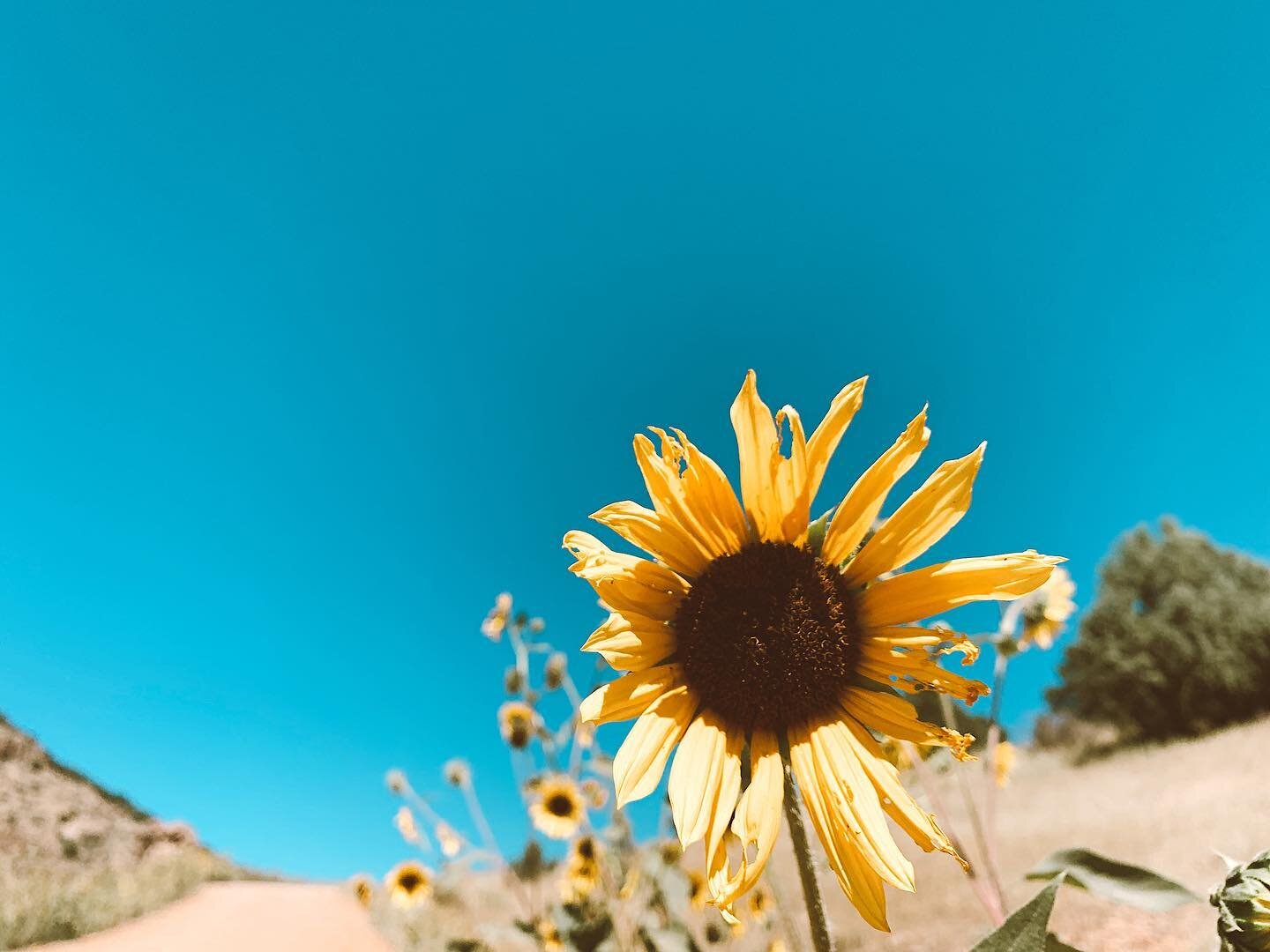 Happy Fourth of July! Are y&rsquo;all relaxing today or celebrating?
&bull;
&bull;
&bull;
#happyfourth #coloradoairbnb #happyfourthofjuly #airbnb #colorado #victorcolorado #vrbohost #scenic #scenicdrive