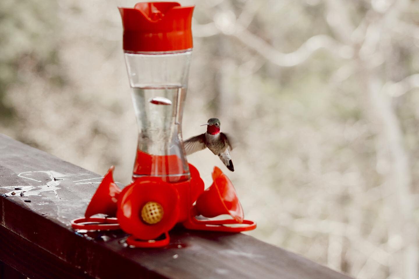 Porches are more entertaining with little winged visitors! Come bird watch on our porch! 🐦🐤🐧
&bull;
&bull;
&bull;
#coloradoairbnb #airbnb #coloradosprings #victorcolorado #victor #birdwatching #scenery #mountains #birdfood #feedthebirds