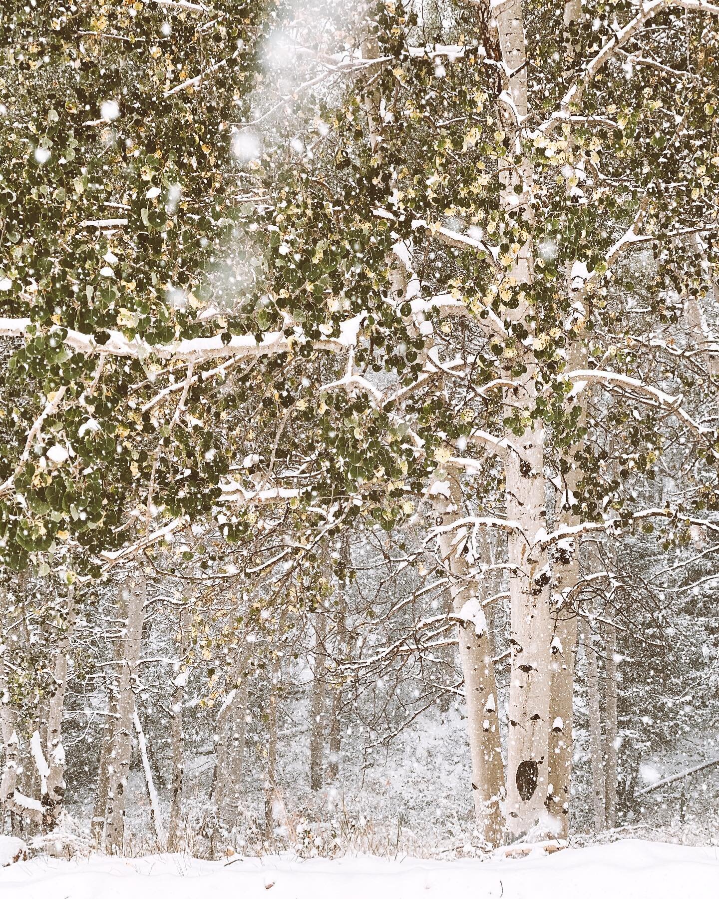 Did you know that we have a blog on our website with articles on attractions or stunning features about the Colorado wilderness (like these Aspen trees)? We&rsquo;ll be adding more as time goes on, but if you&rsquo;re heading up to our area to see us