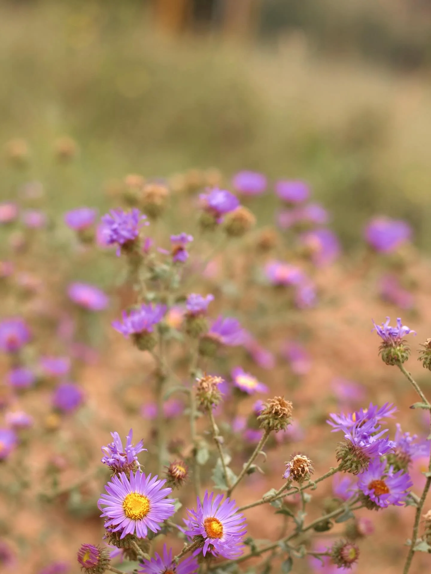 Obligatory mountain flower post. 💐 #mountain #flowers #nature #natureinfocus