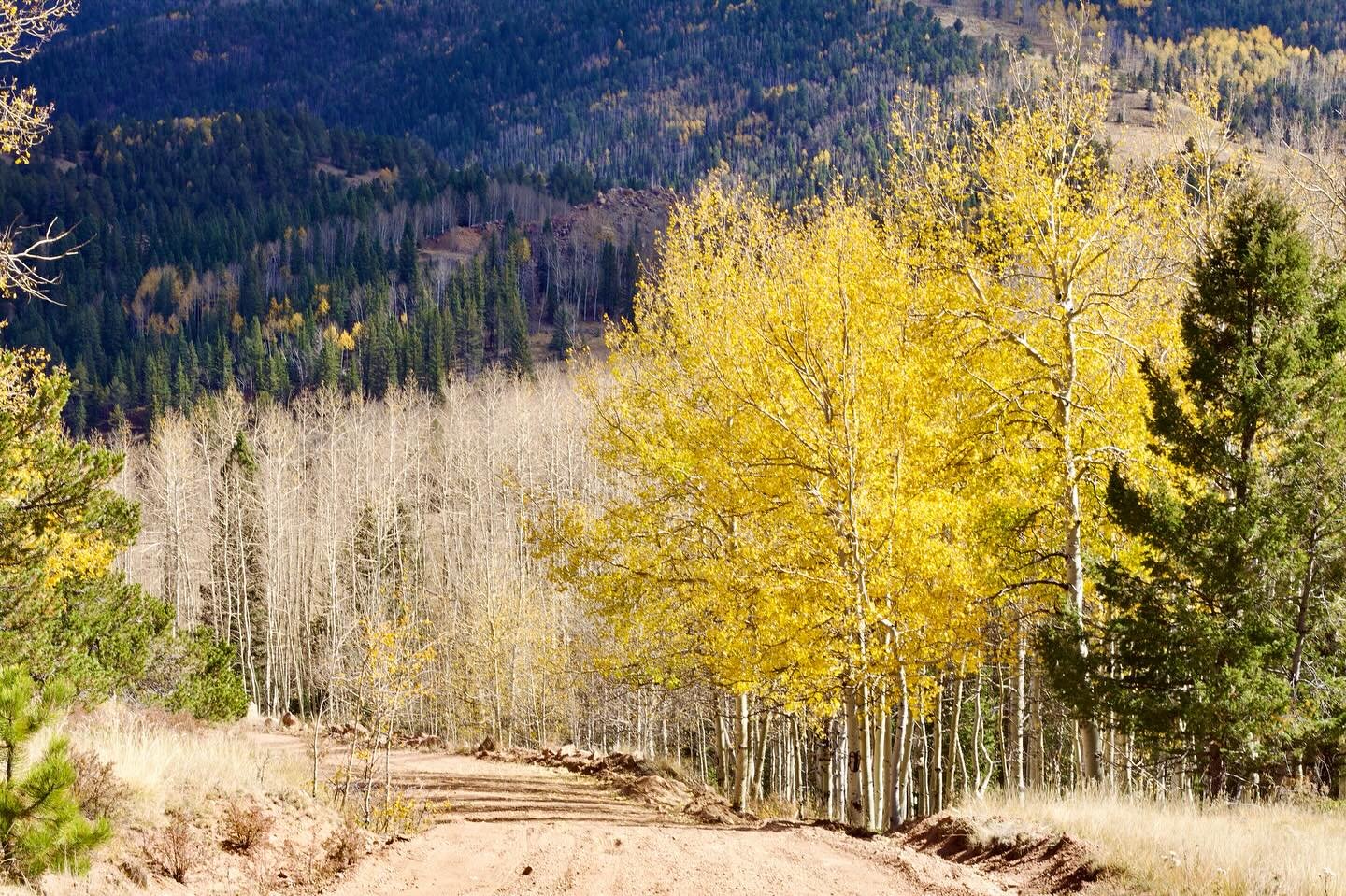 When the mountains trade their green for gold 🍂✨ #coloradoaspens #colorado #mountains #gold #scenic