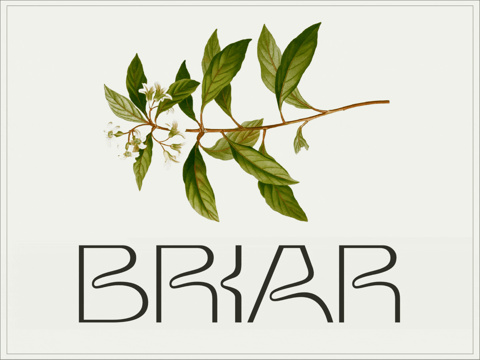 Briar - Variable Typeface