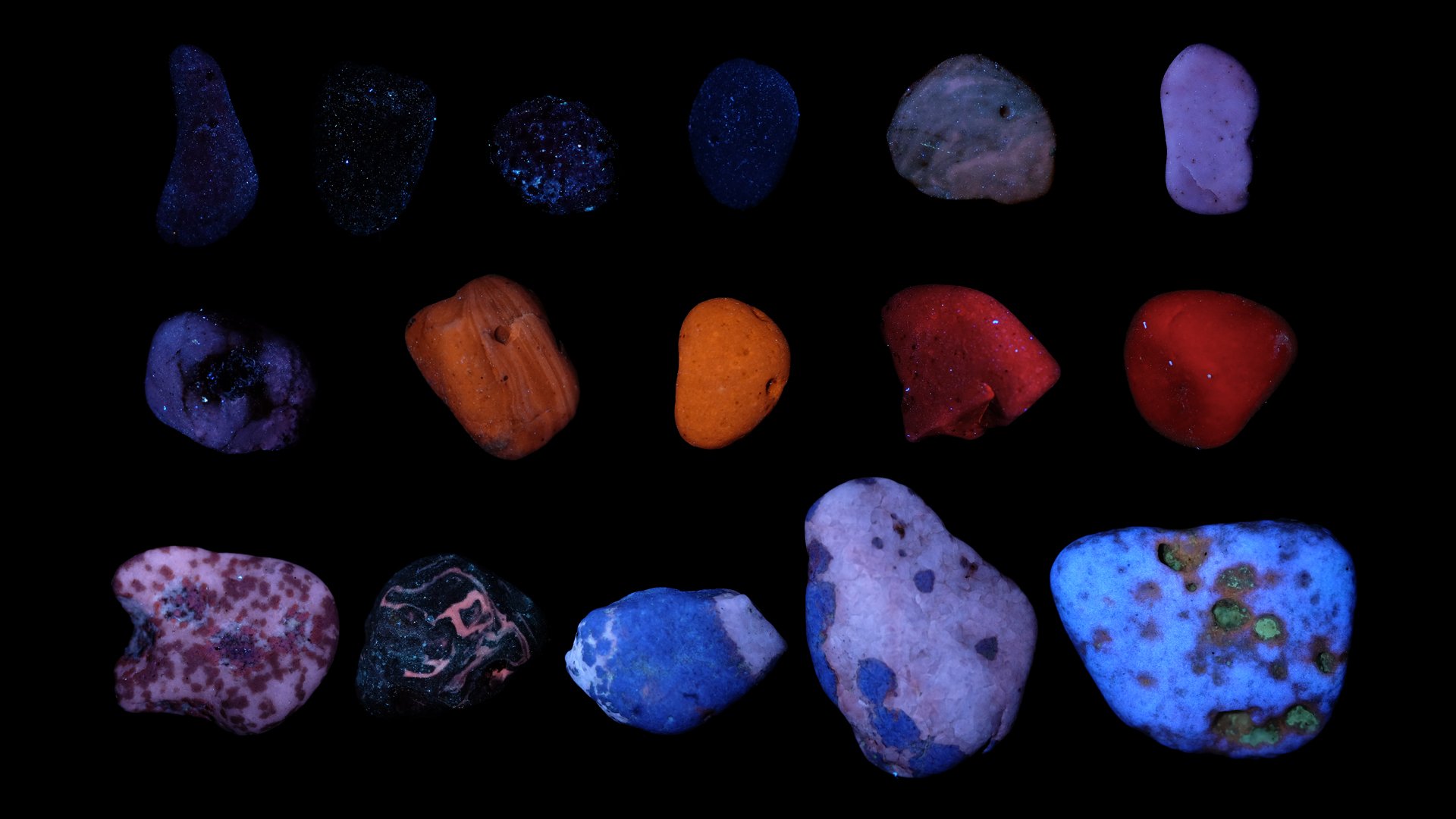 A collection of Leland Blues under 365 NM UV light, Photo Credit: Cody Wiedenbein