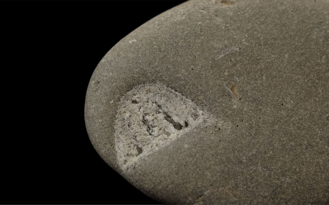 A silicified brachiopod fossil found on Van's Beach under visible light, Photo Credit: Cody Wiedenbein
