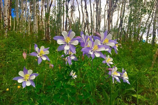 Opening Night: Poems &amp; Wildflowers