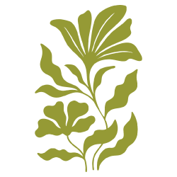 Botanical illustration of green leaves and plant stems