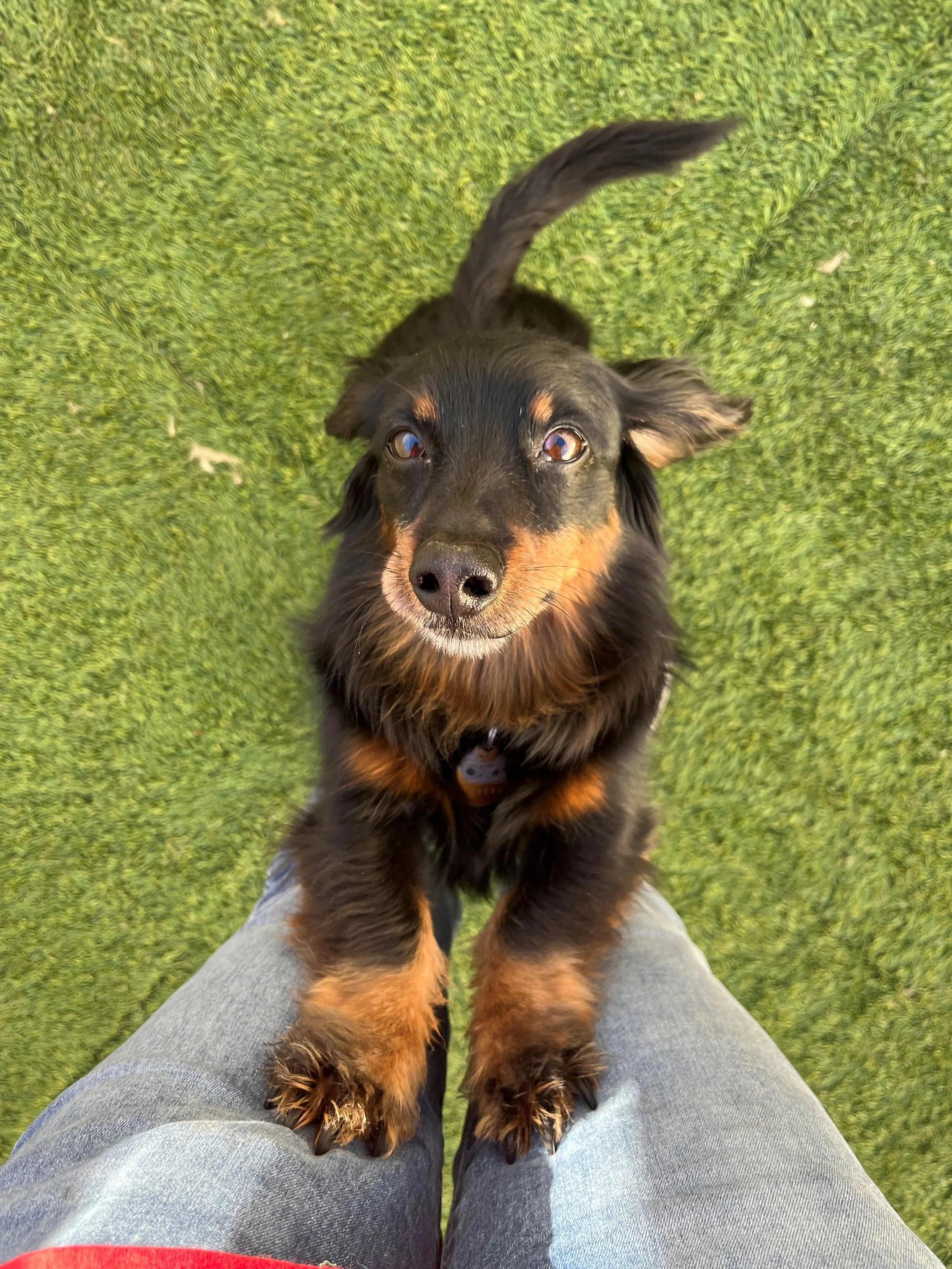 A black and brown puppy standing on a person's lap on grass, with the person wearing jeans.