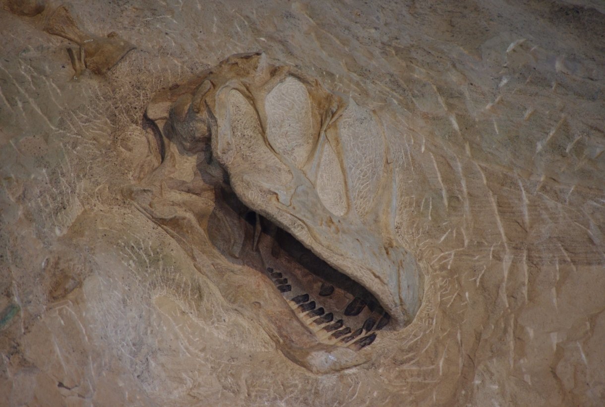 Dinosaur_National_Monument_Camarasaurus.jpeg