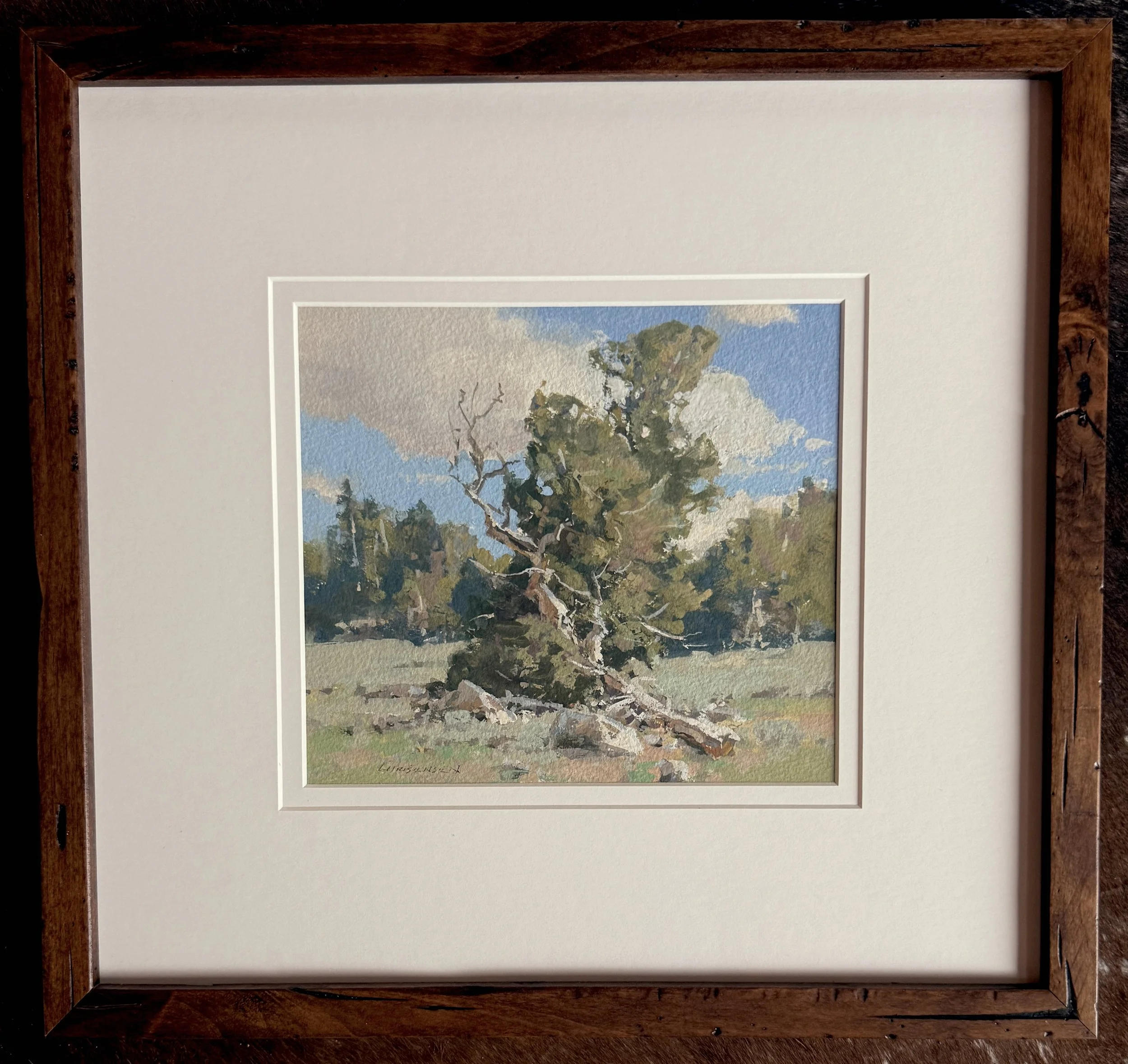 #37 white bark pine 16x17 $2,300 gouache.jpeg