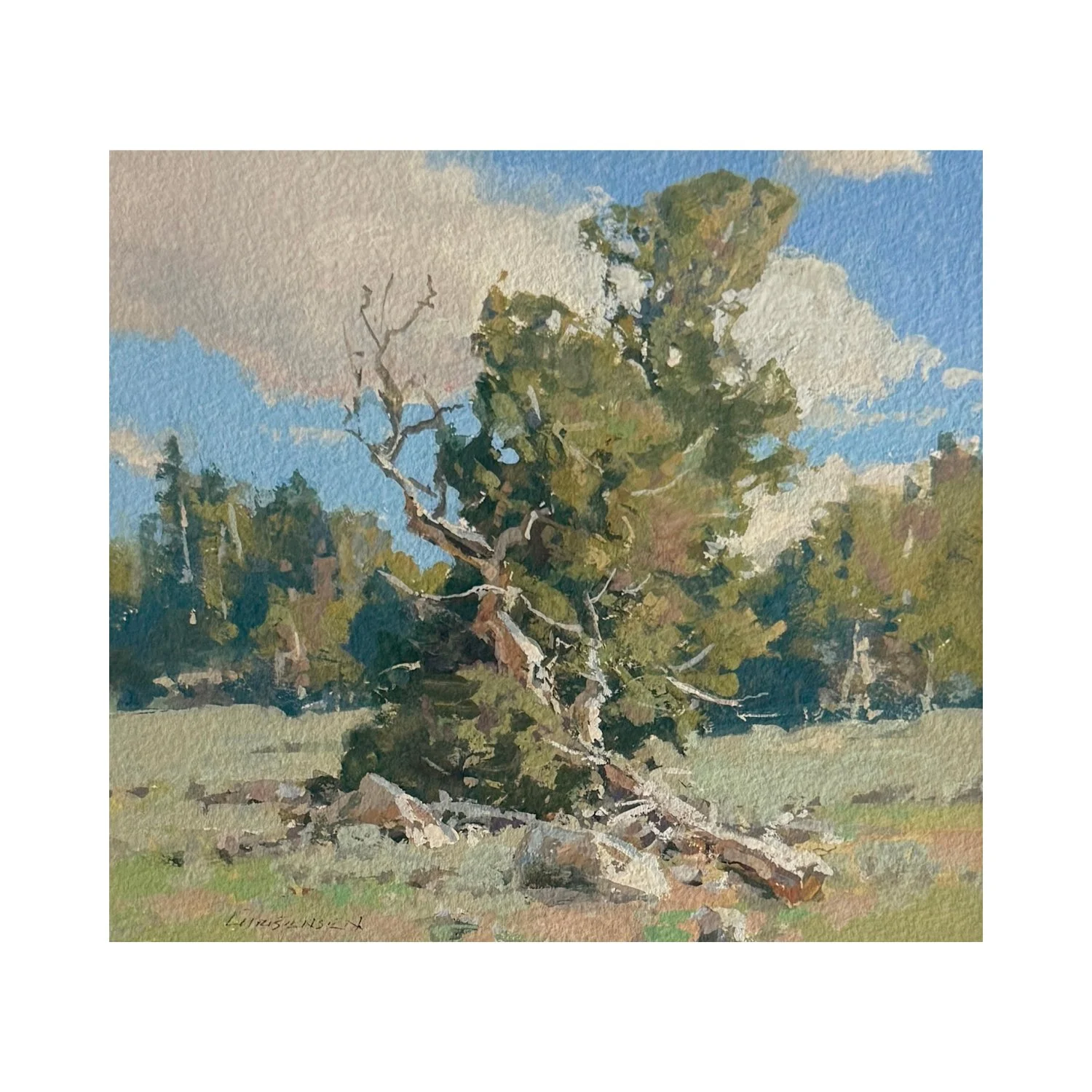 White Bark Pine