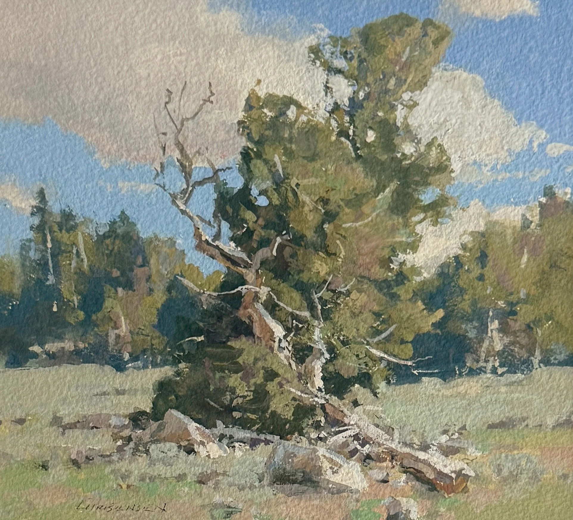 #37 White bark pine unframed.jpeg