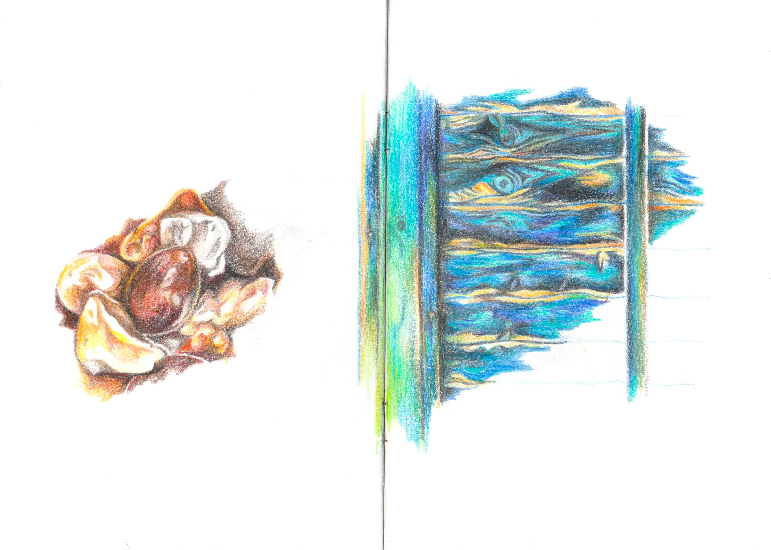 Poppy Ash, Coloured pencil, Day 29.jpeg