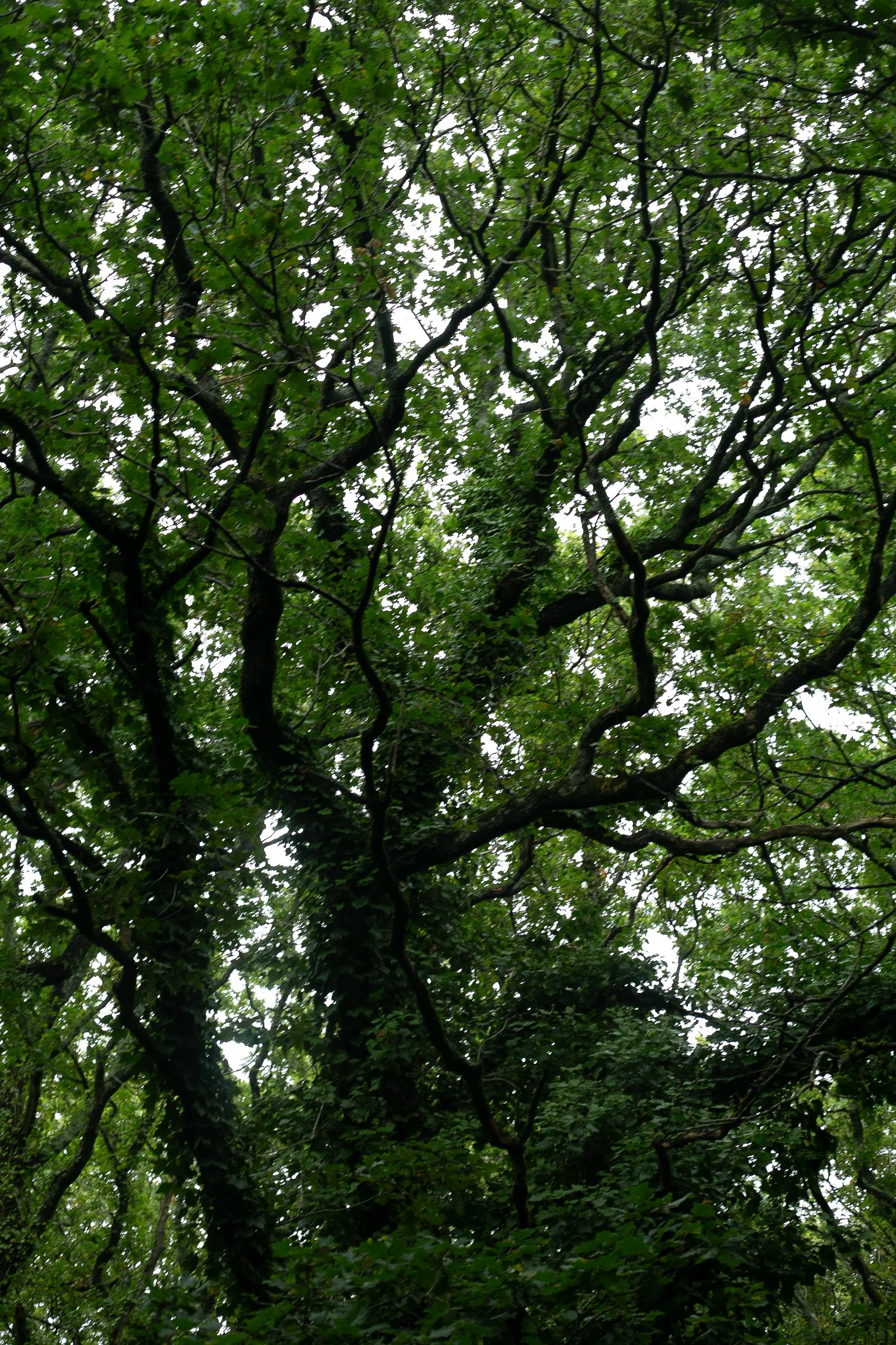 4X9A0374.jpg